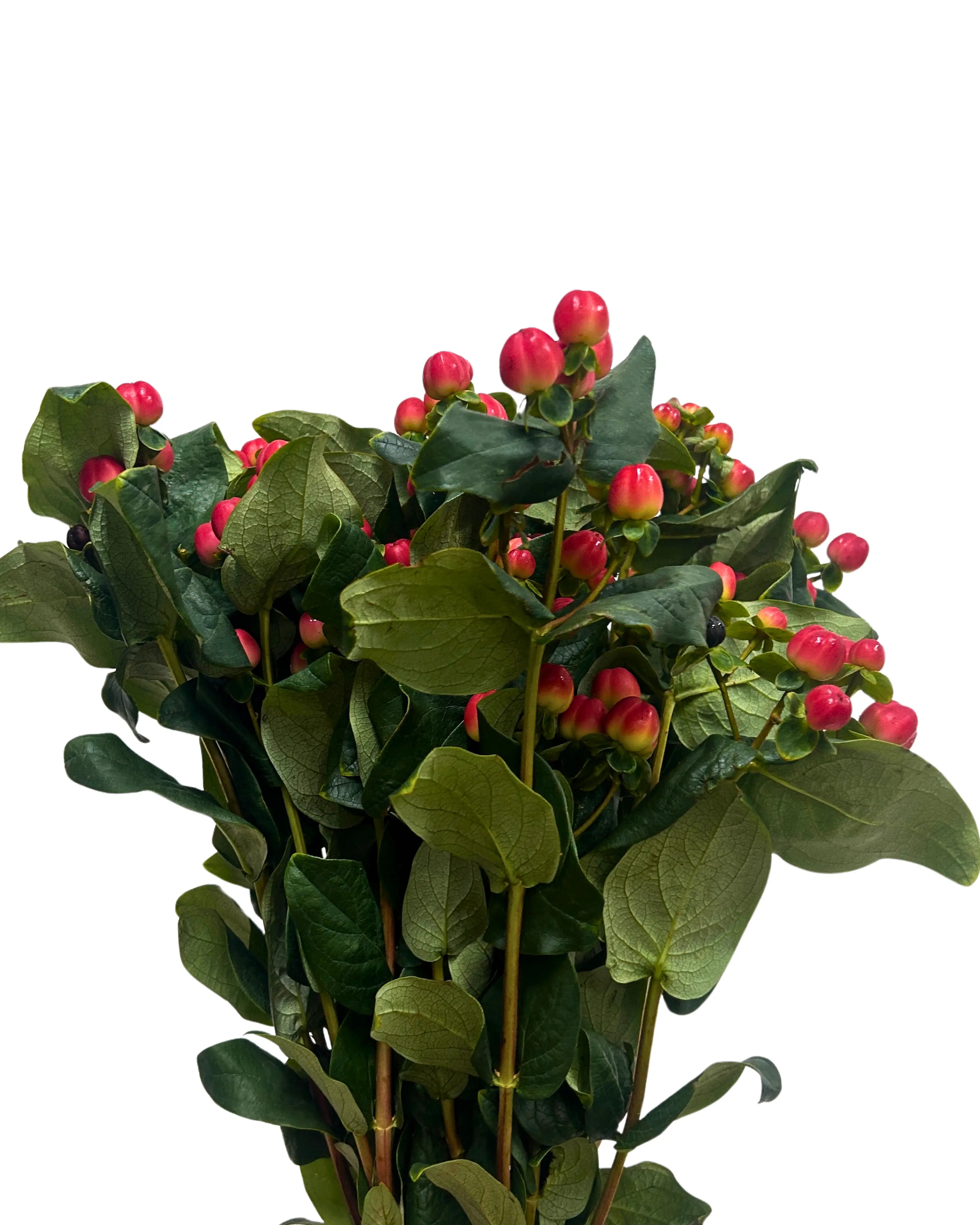 Hypericum Red Bunch