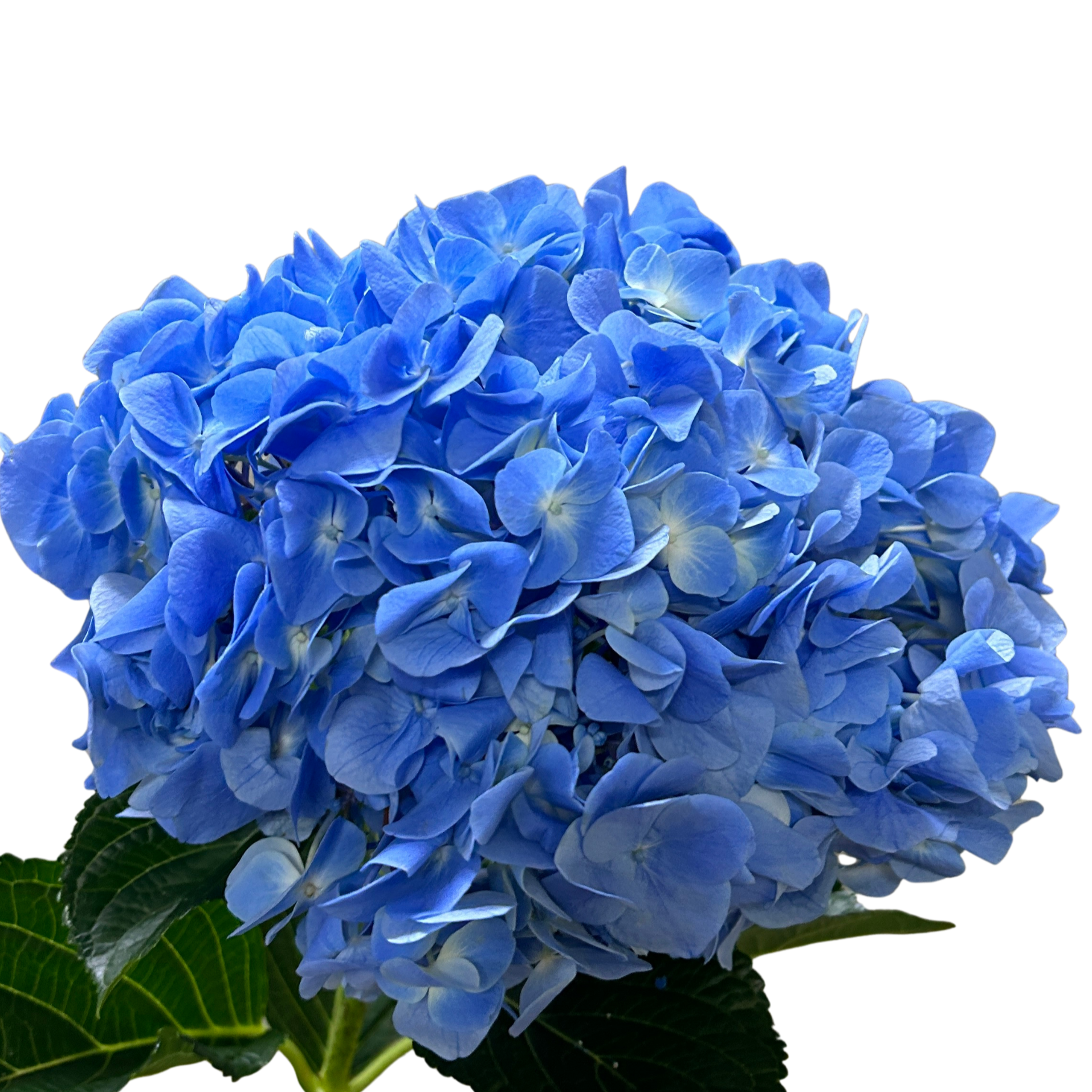 Fresh Hydrangea Dark Blue Malaysia – Wholesale & Delivery