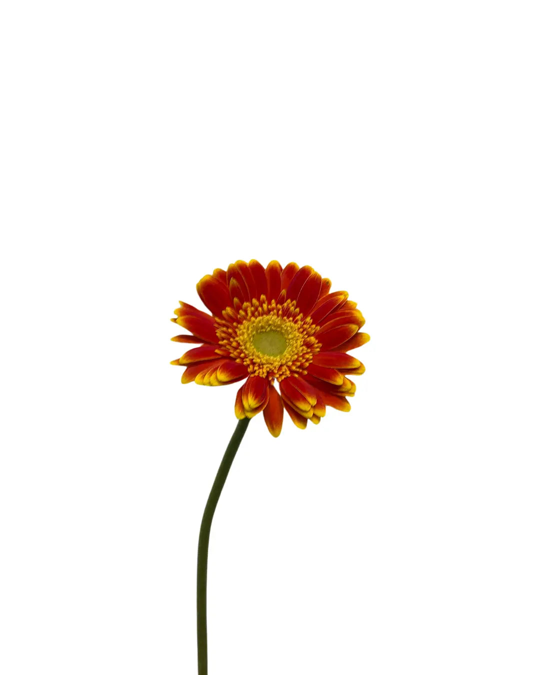 Gerbera Sunshine Green Heart 10 stems