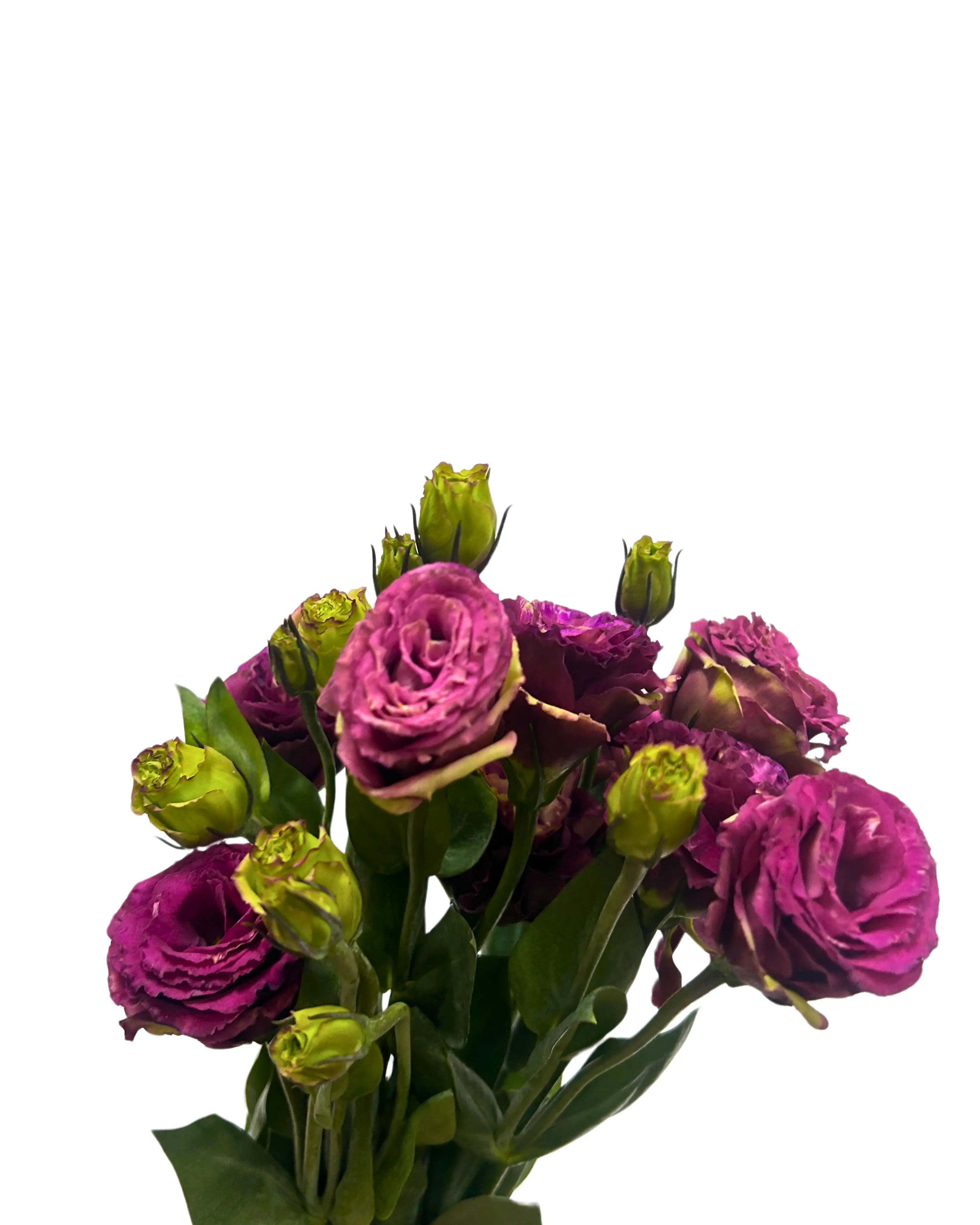 Eustoma Burgundy Bunch