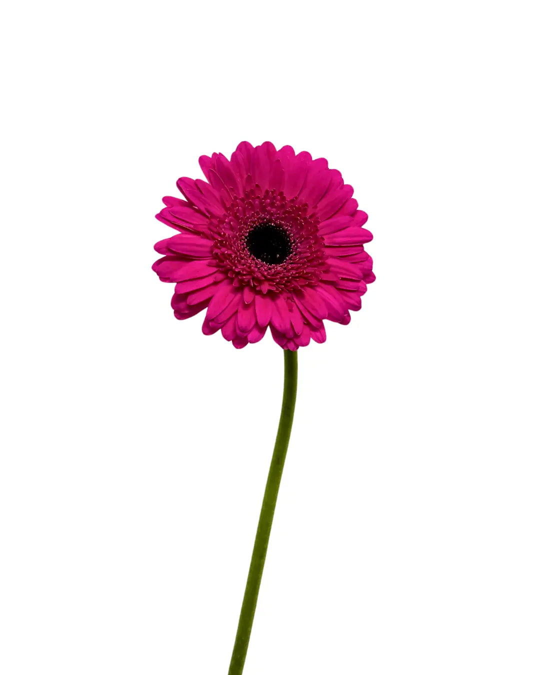Gerbera Hot Cherry 10 stems