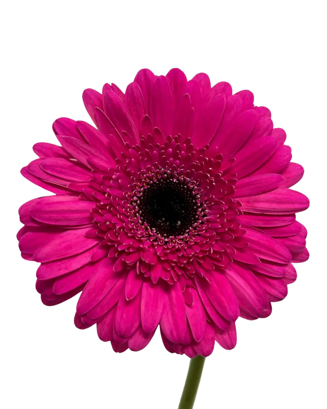 Gerbera Hot Cherry 10 stems