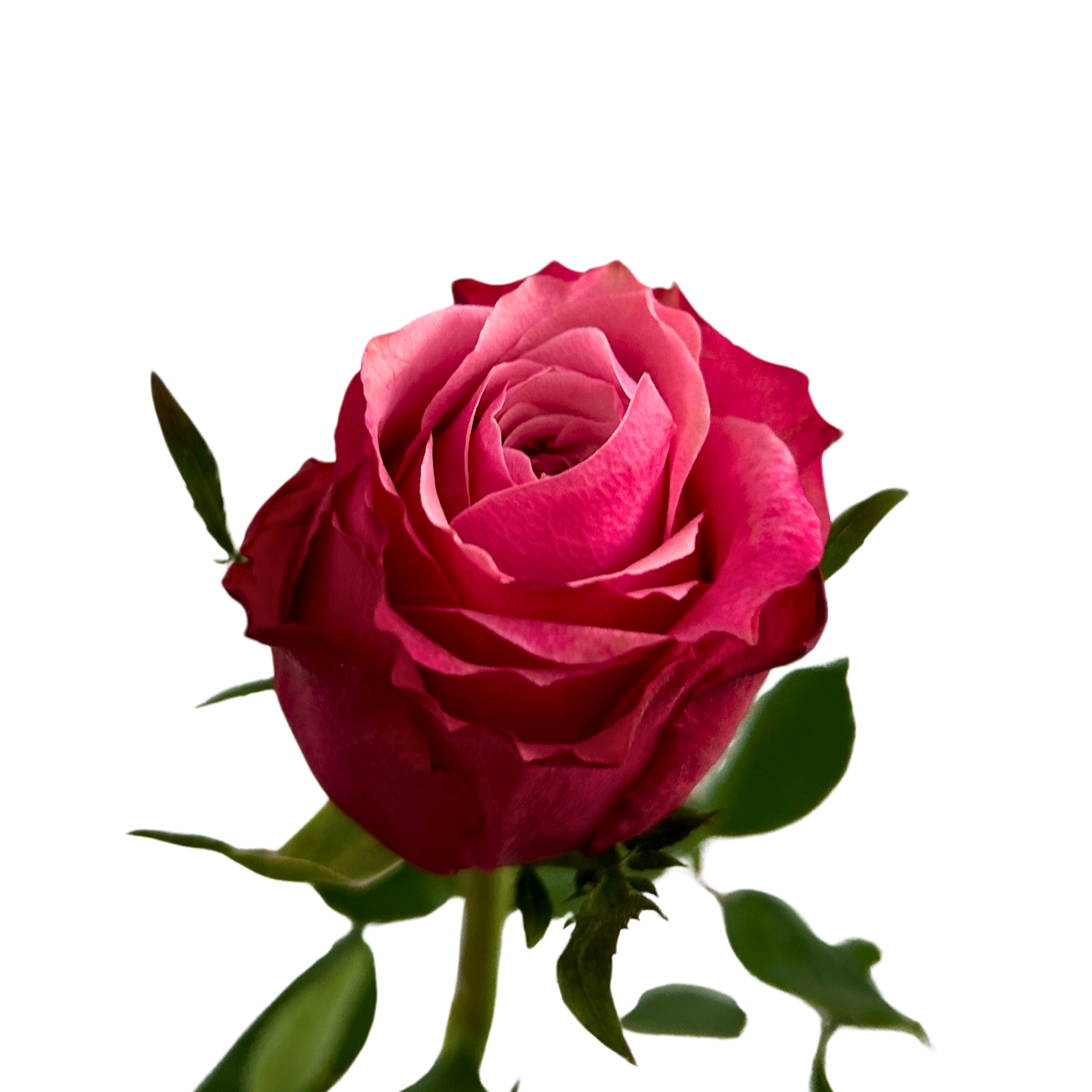Buy Rose Peach Avalanche Online Malaysia – Fresh Cut Flowers