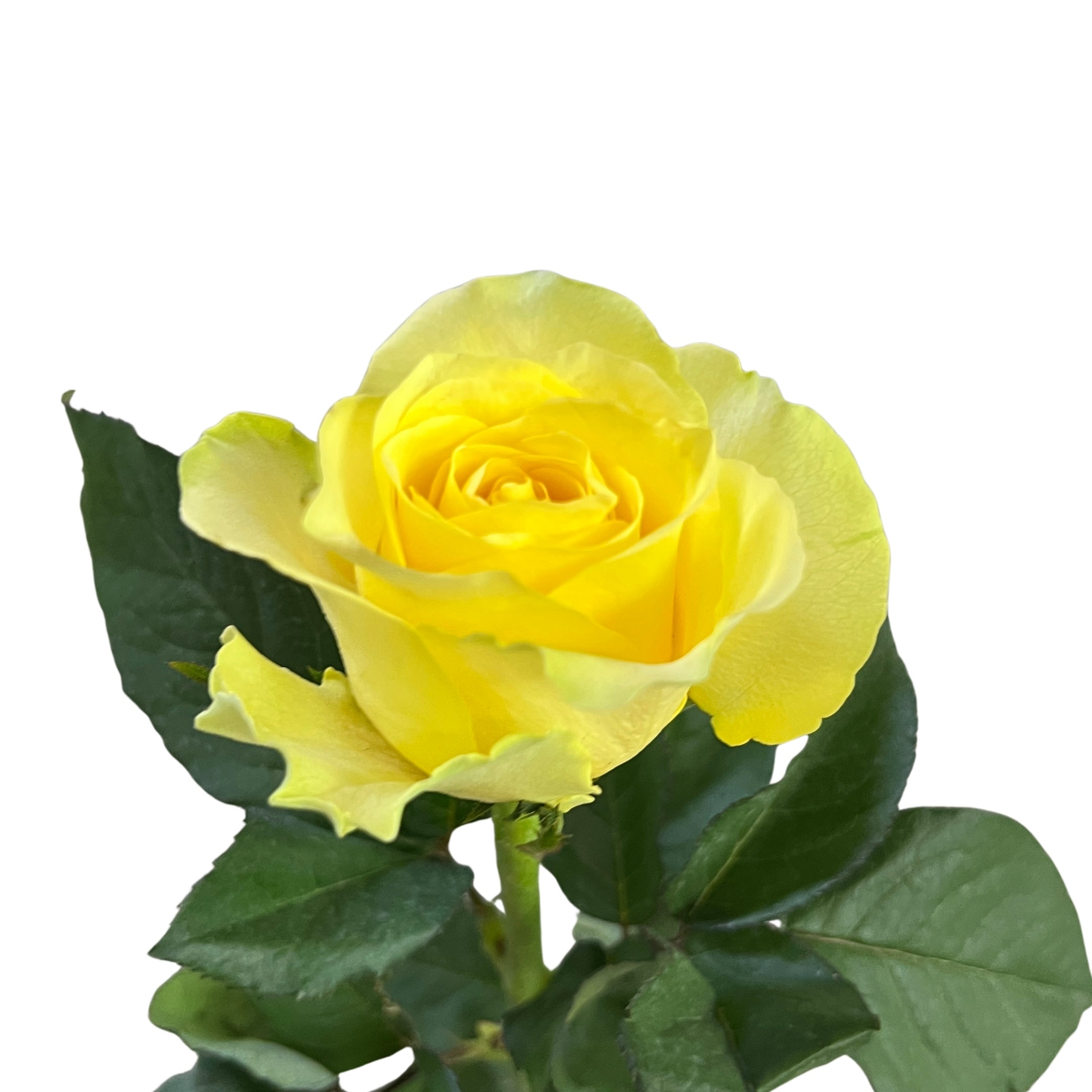 Rose Yellow Fairy 黄精灵 - Century Flower