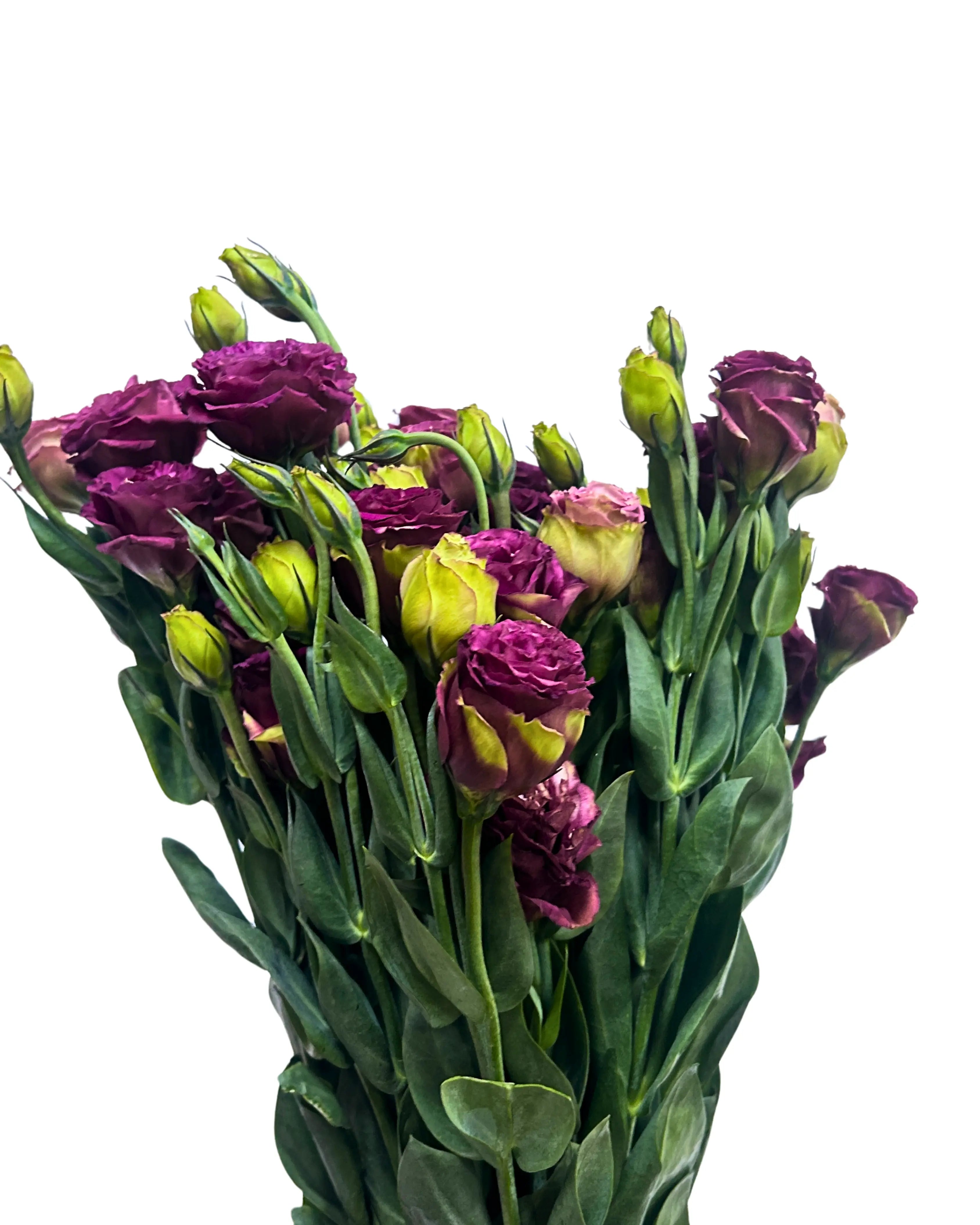 Eustoma Burgundy Bunch
