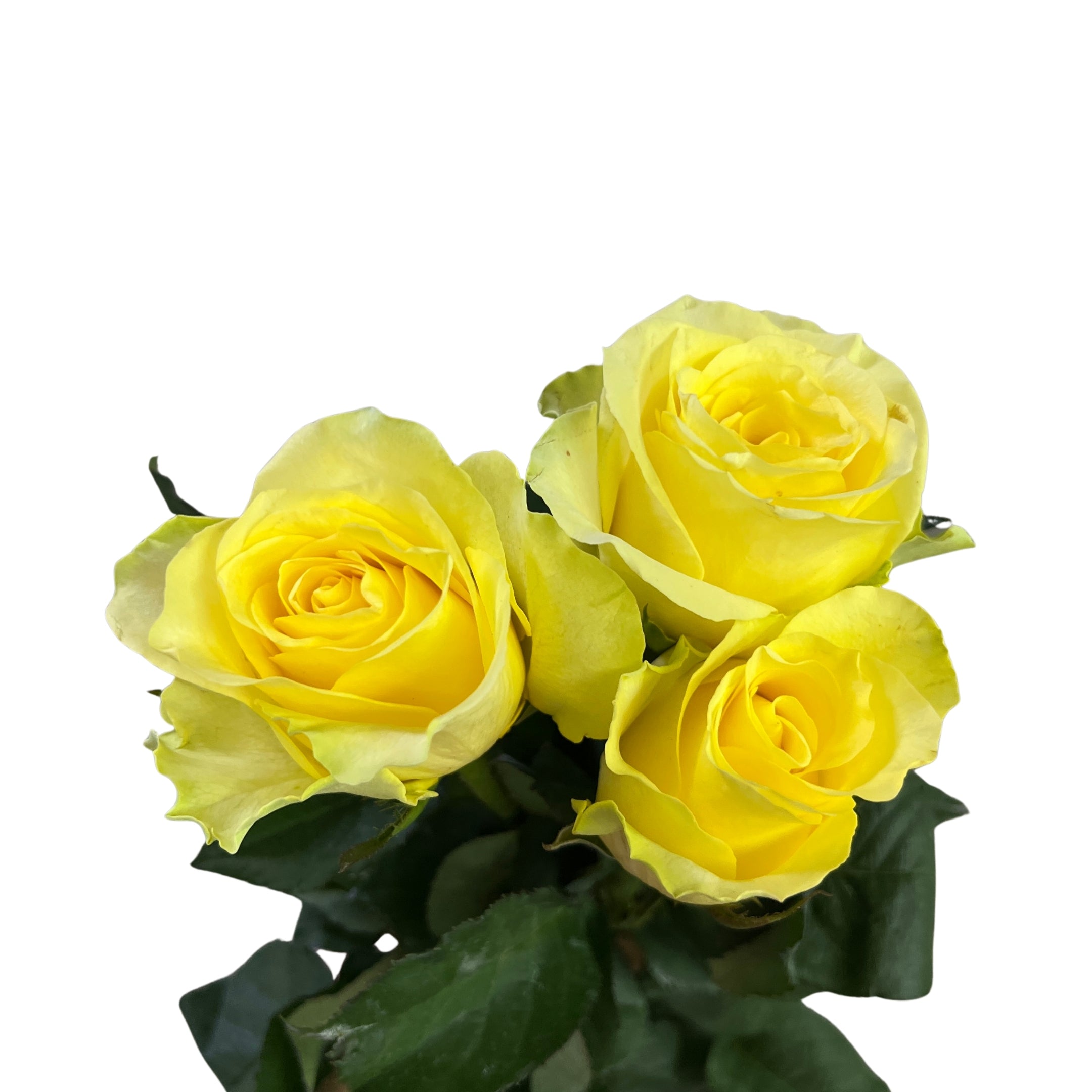 Rose Yellow Fairy 黄精灵 - Century Flower