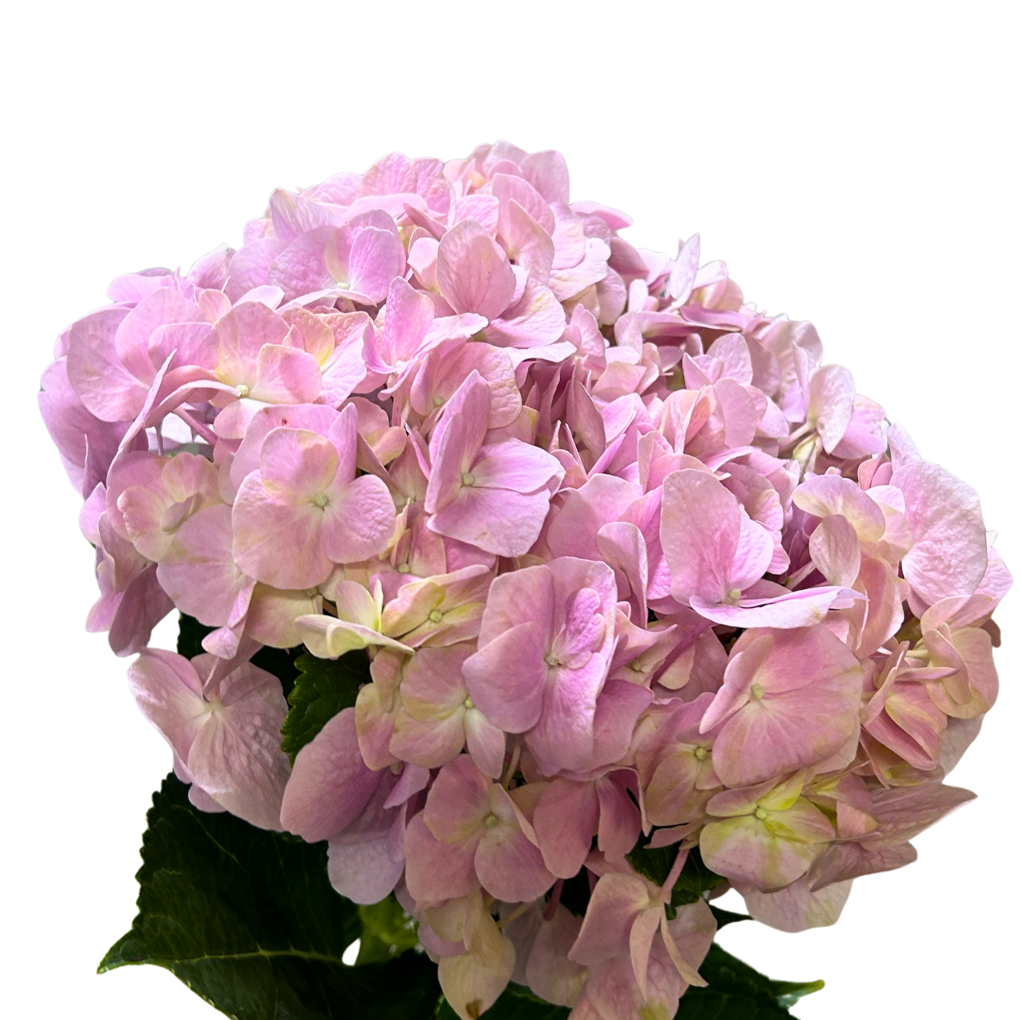 Fresh Hydrangea Pink Malaysia – Wholesale & Delivery