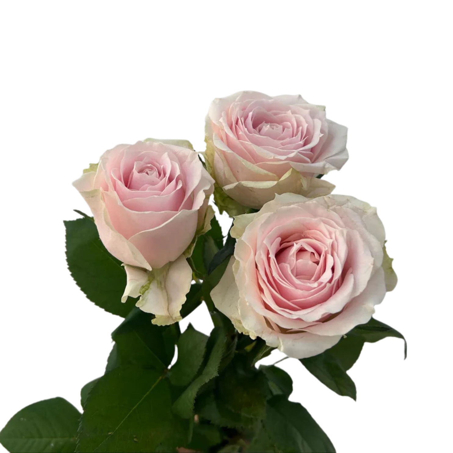 Rose Pink Avalanche - Century Flower