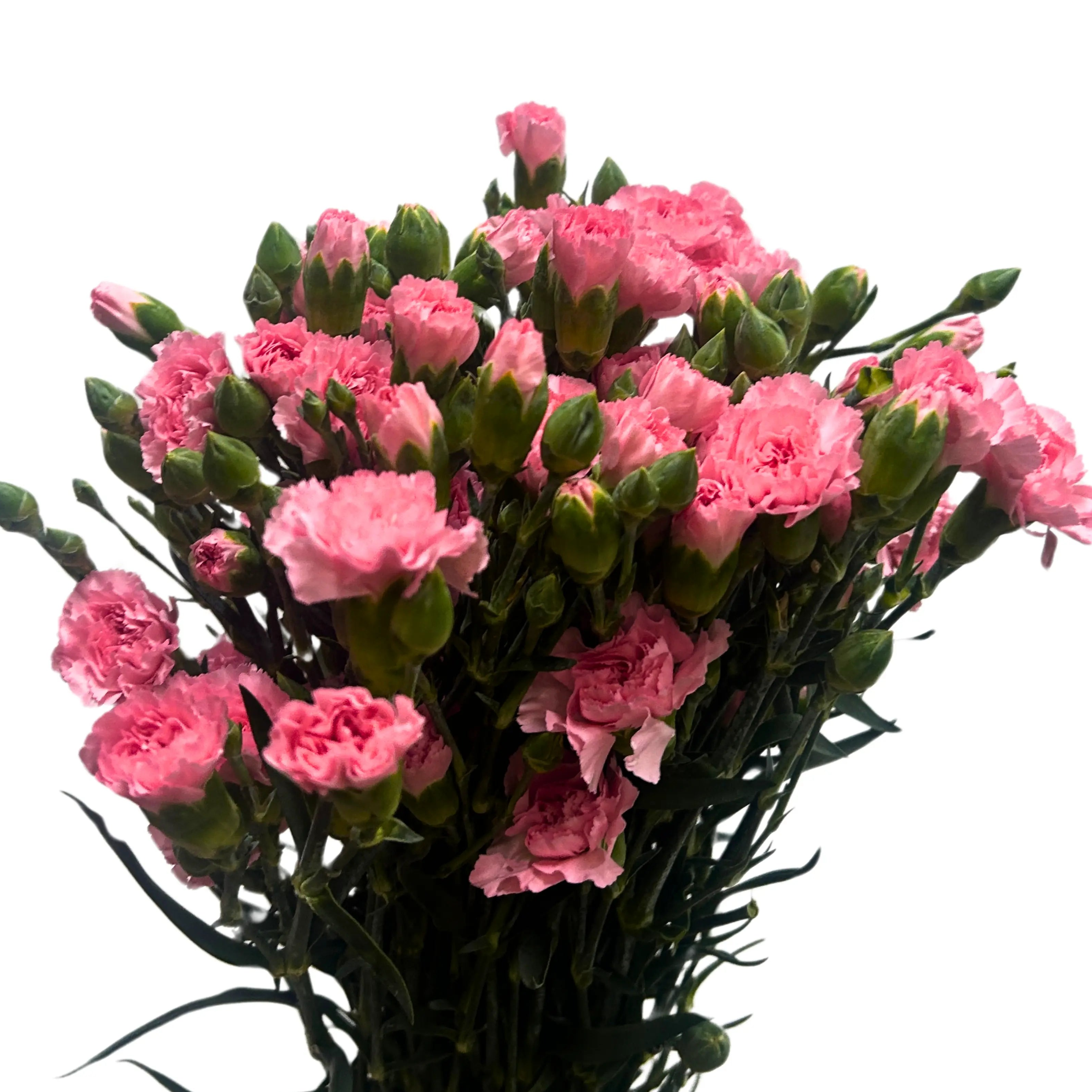 Carnation Spray Pearl Pink 20 Stems