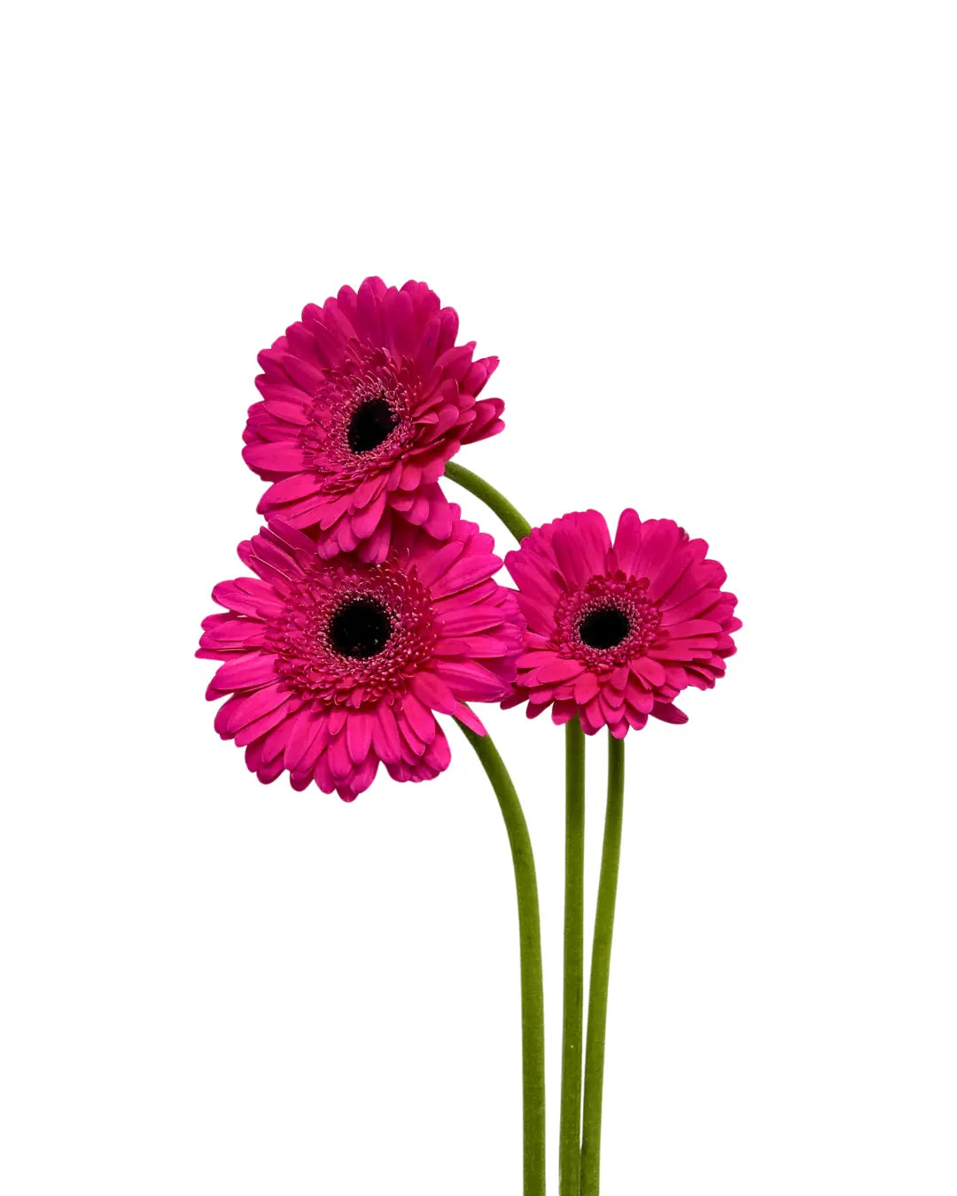 Gerbera Hot Cherry 10 stems