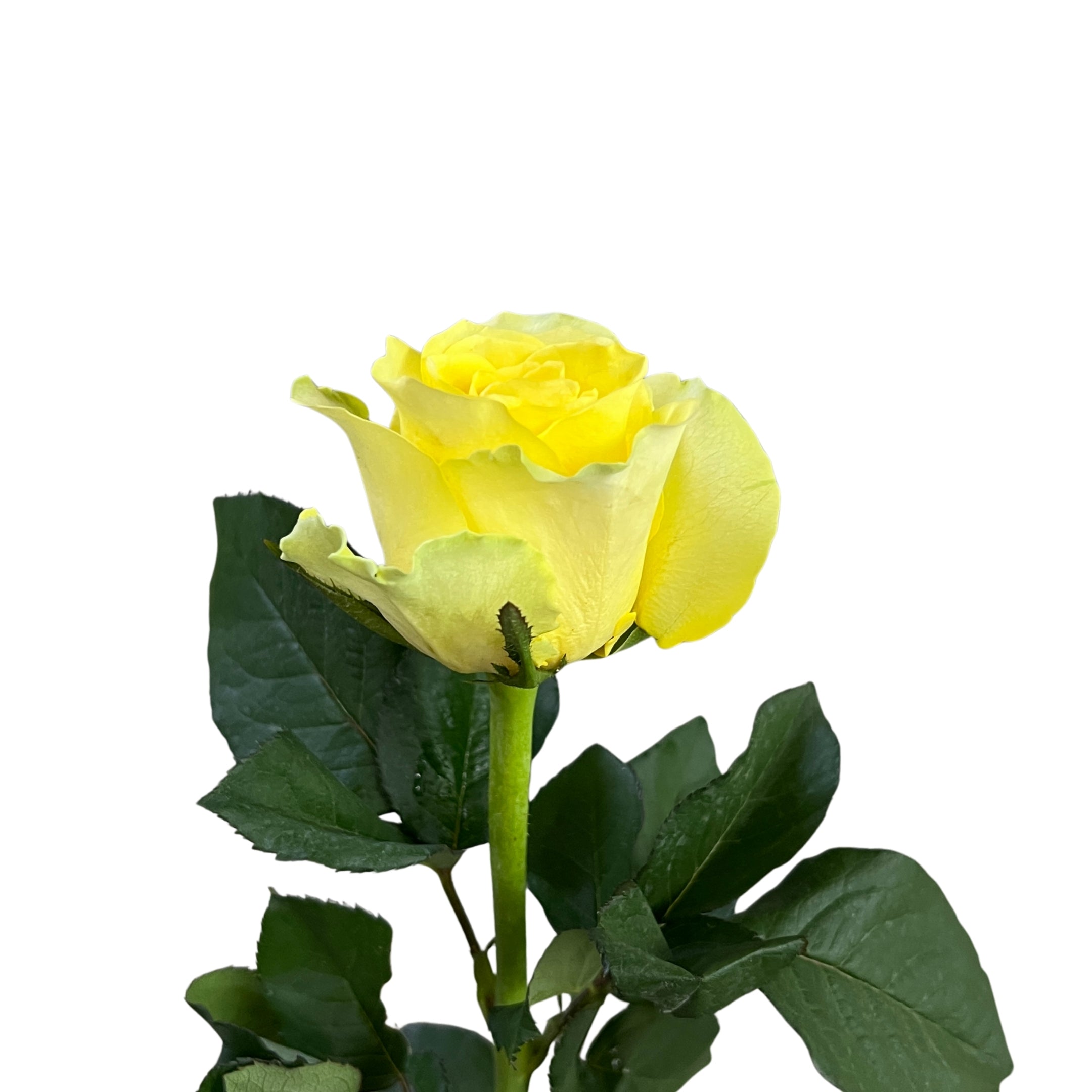 Rose Yellow Fairy 黄精灵 - Century Flower