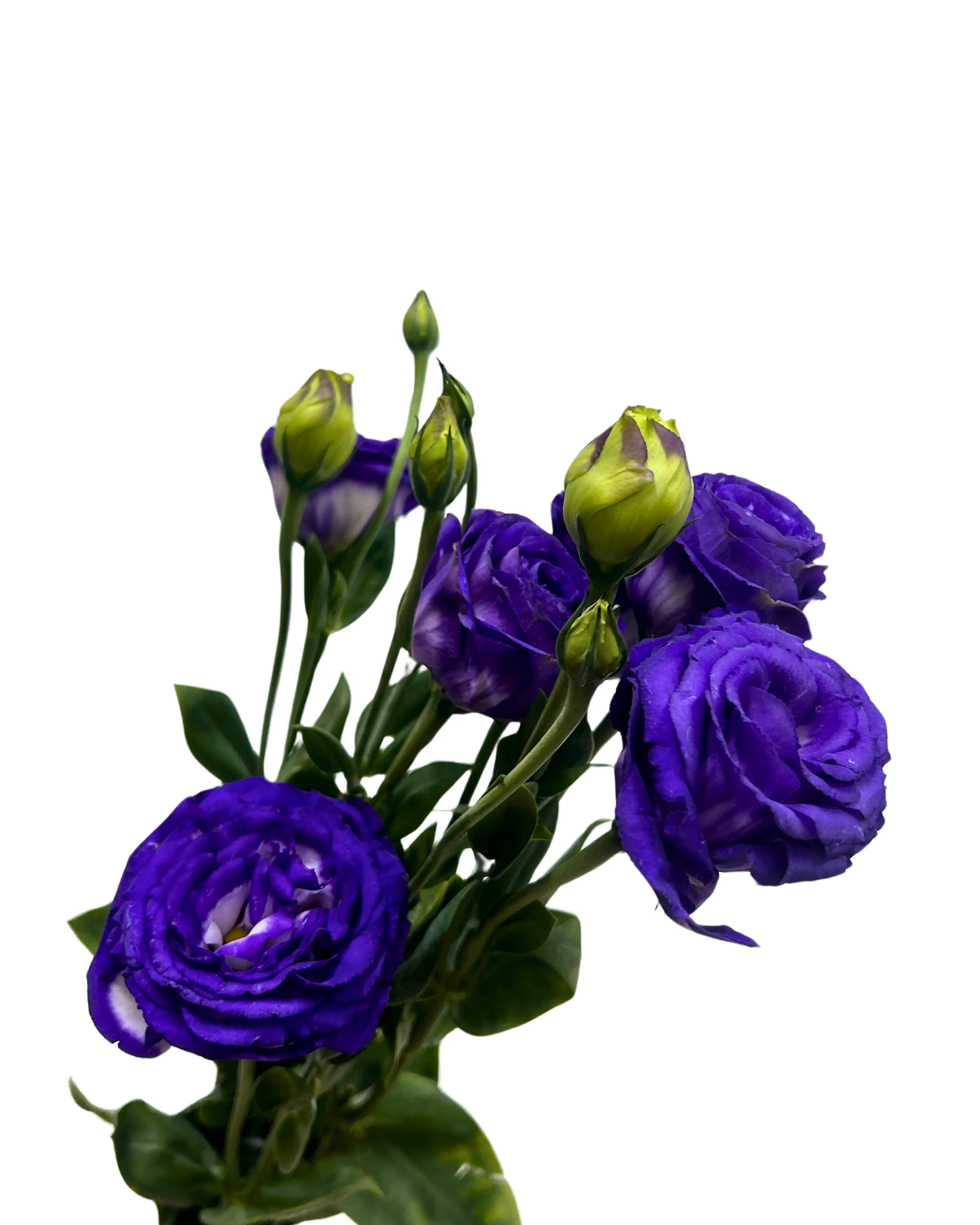 Eustoma Purple White Bunch