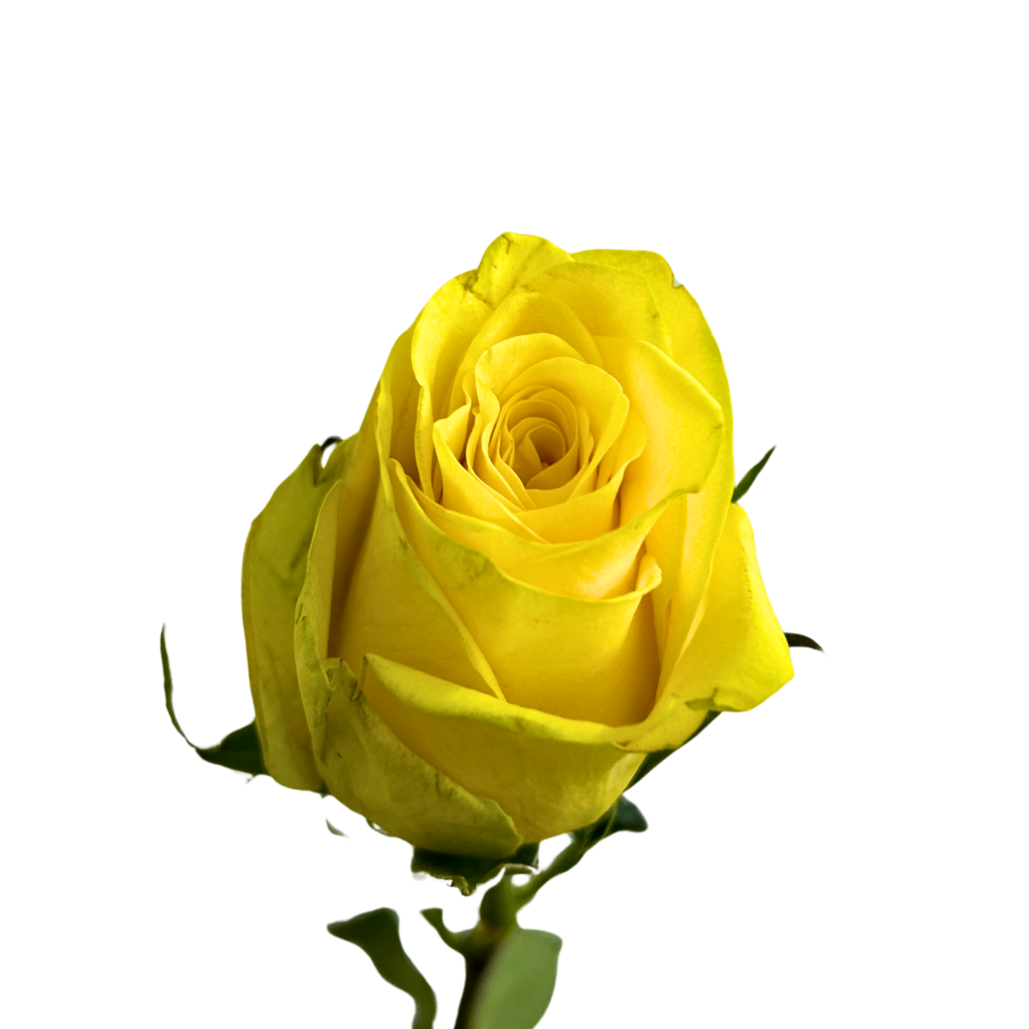 Buy Rose Joy Online Malaysia – Fresh Cut Flowers