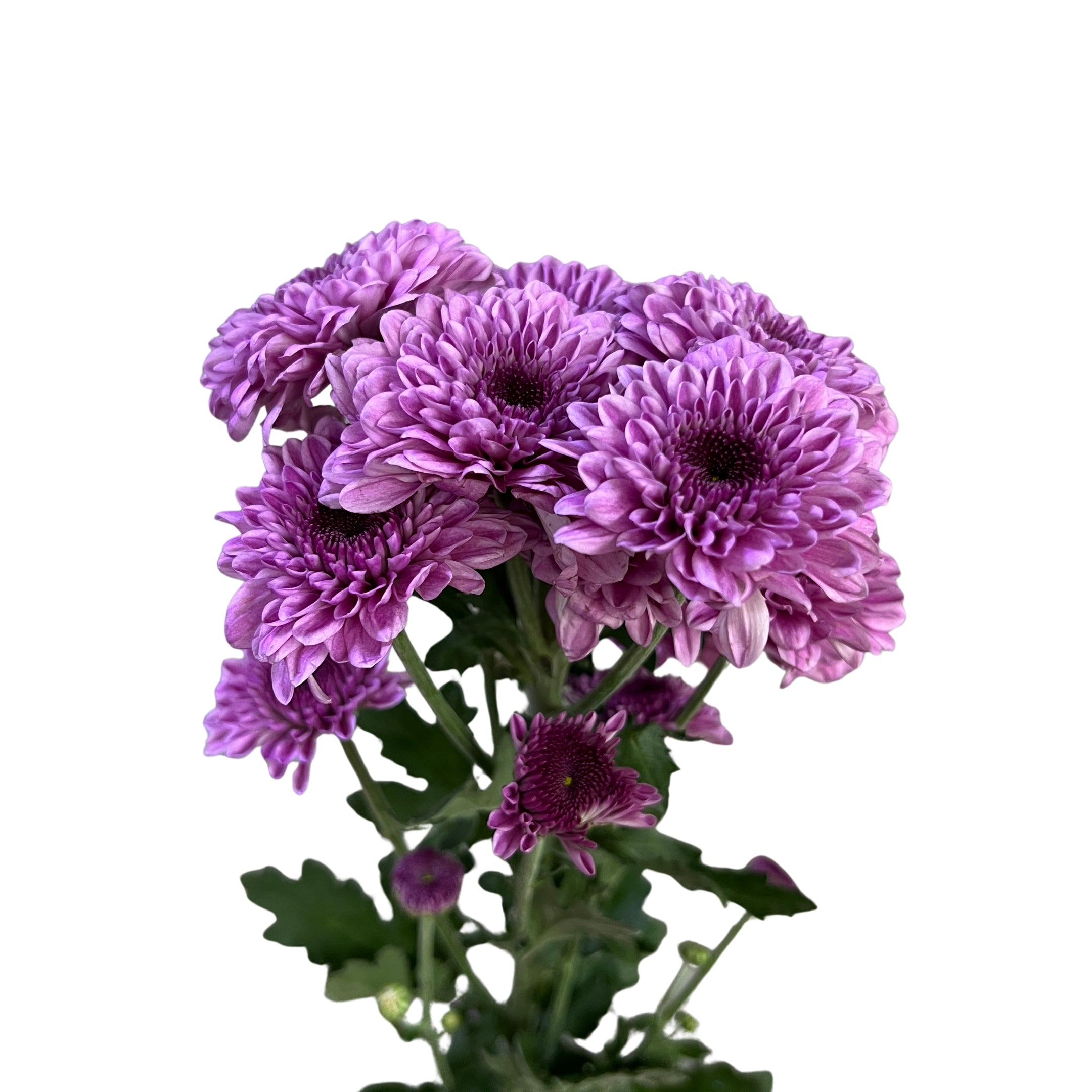 Chrysanthemum Pom Pom Button Pink - Century Flower