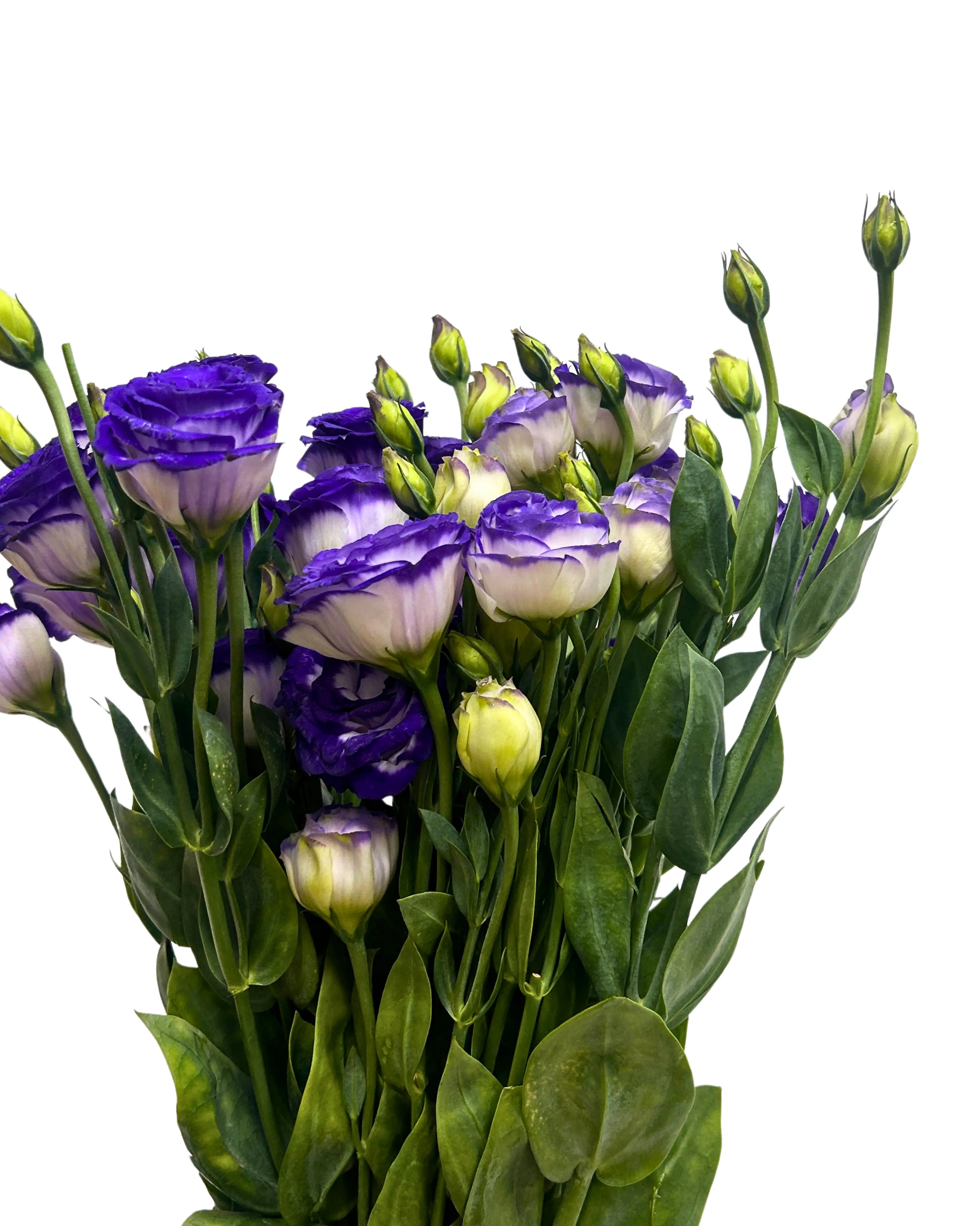 Eustoma Purple White Bunch