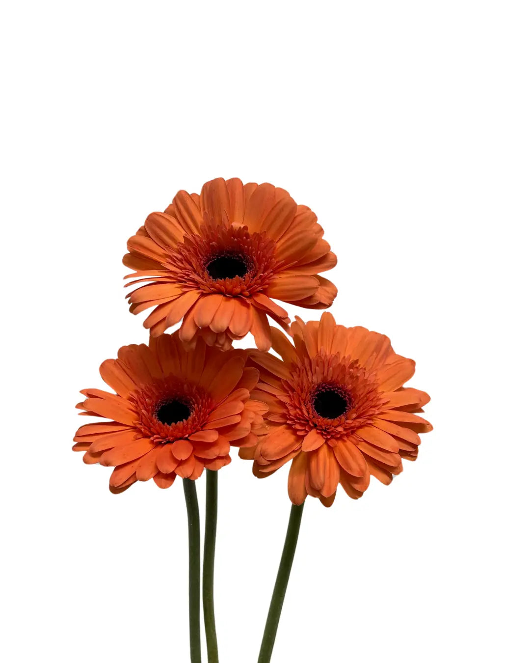 Gerbera Light Orange 10 stems