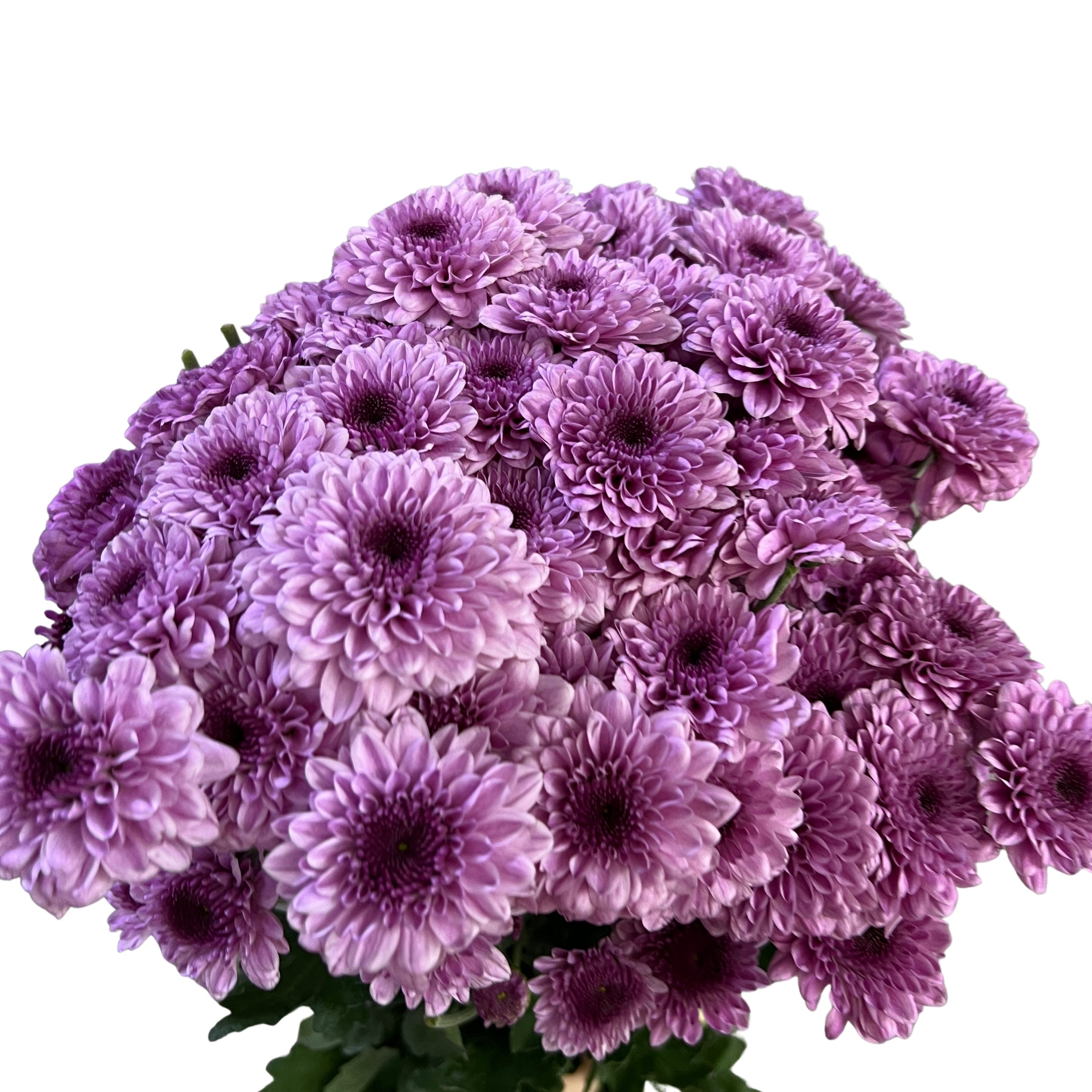 Chrysanthemum Pom Pom Button Pink - Century Flower