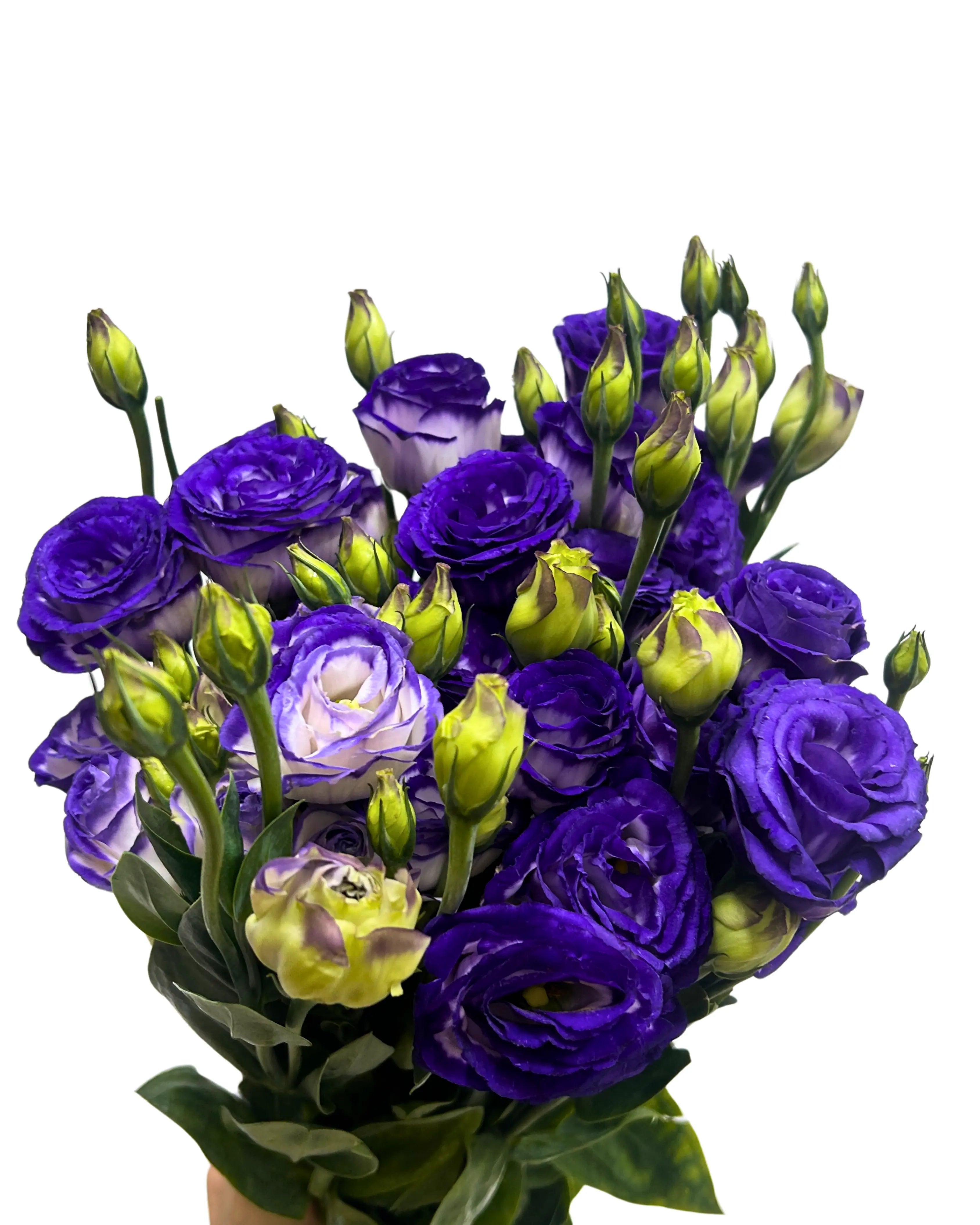 Eustoma Purple White Bunch