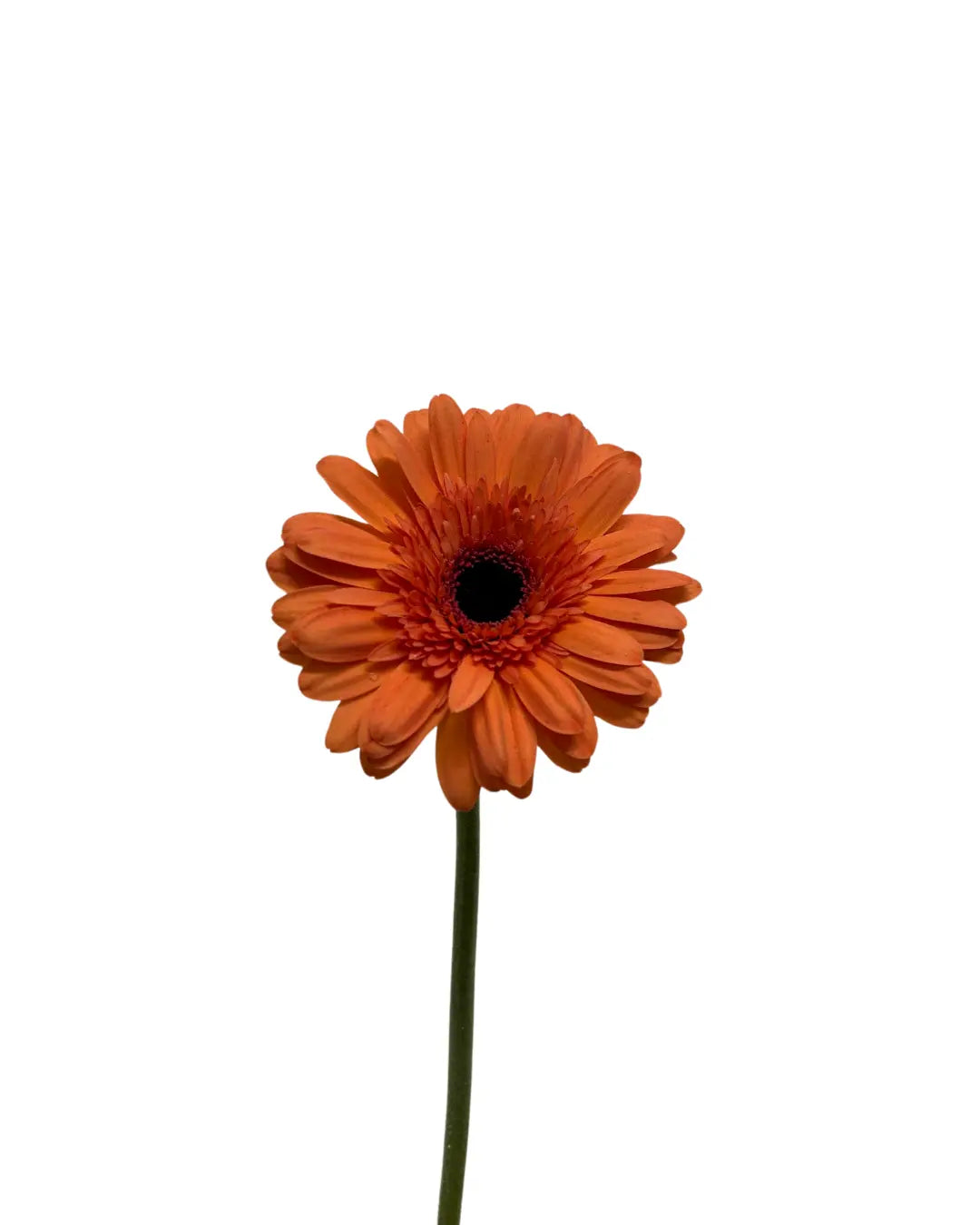 Gerbera Light Orange 10 stems