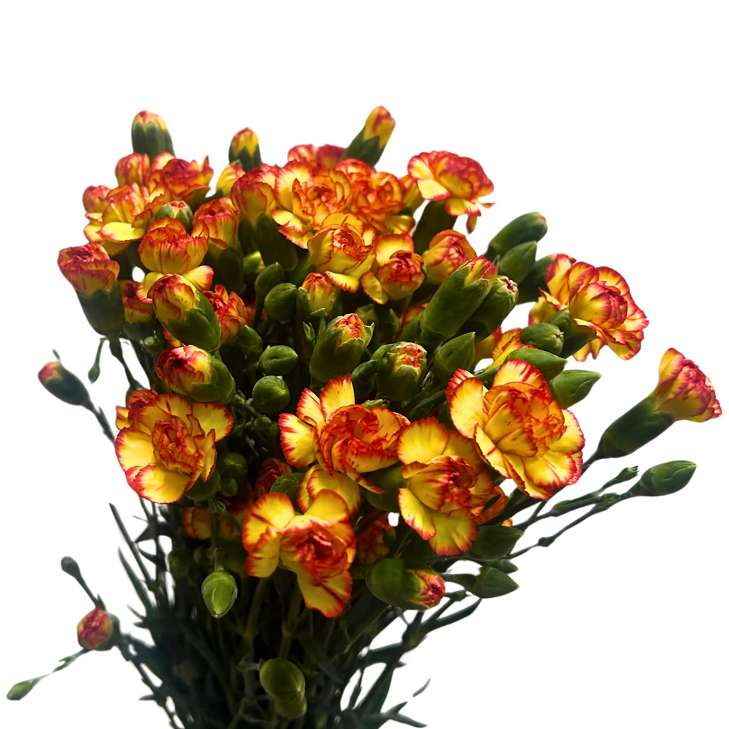 Carnation Spray Yellow Orange 20 Stems