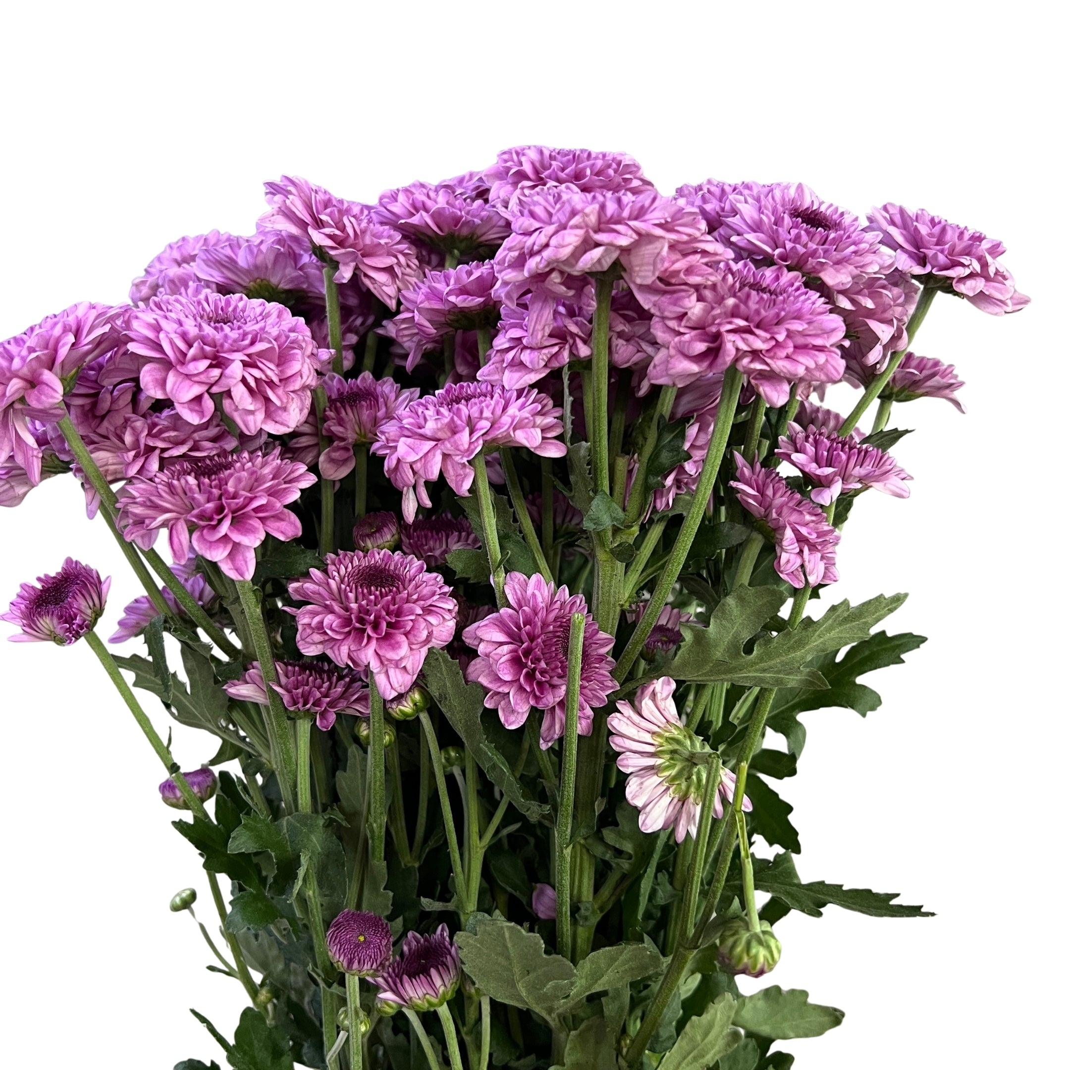Chrysanthemum Pom Pom Button Pink - Century Flower