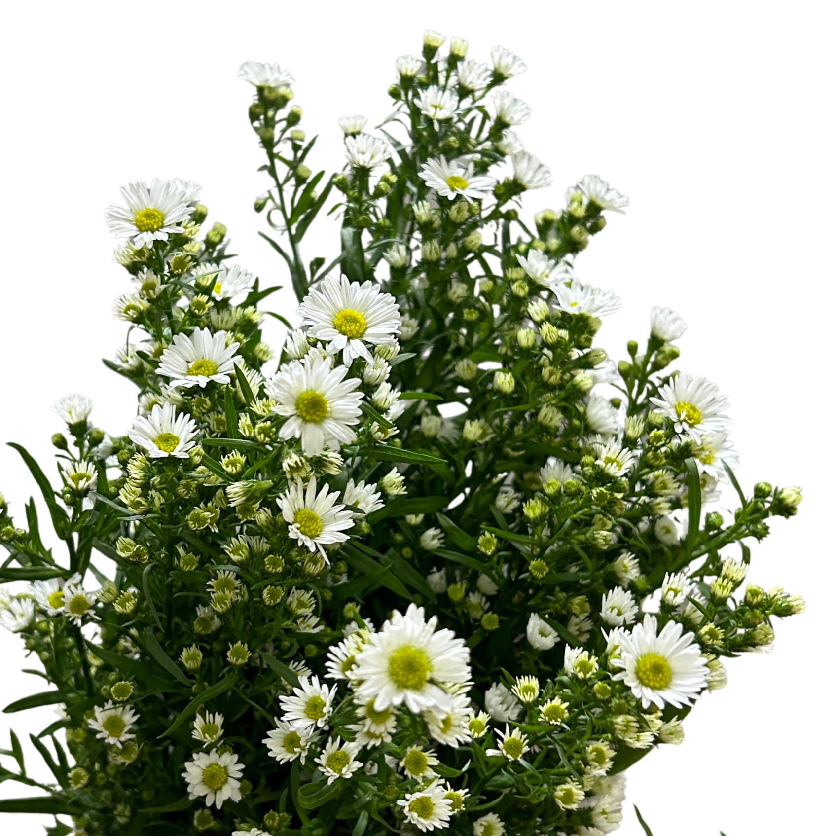 Fresh Peacock White Malaysia – Wholesale & Delivery