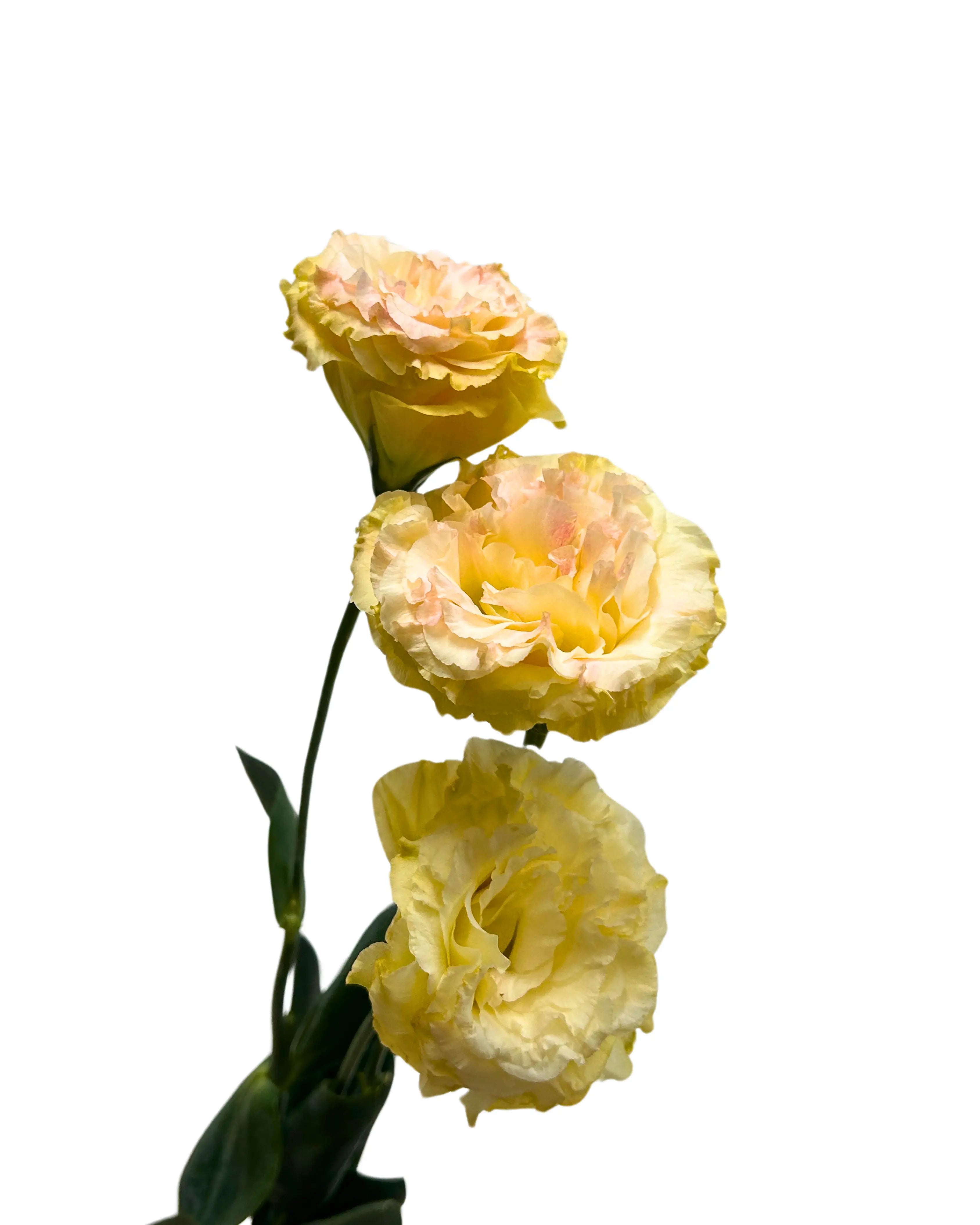Eustoma Wave Peach Bunch