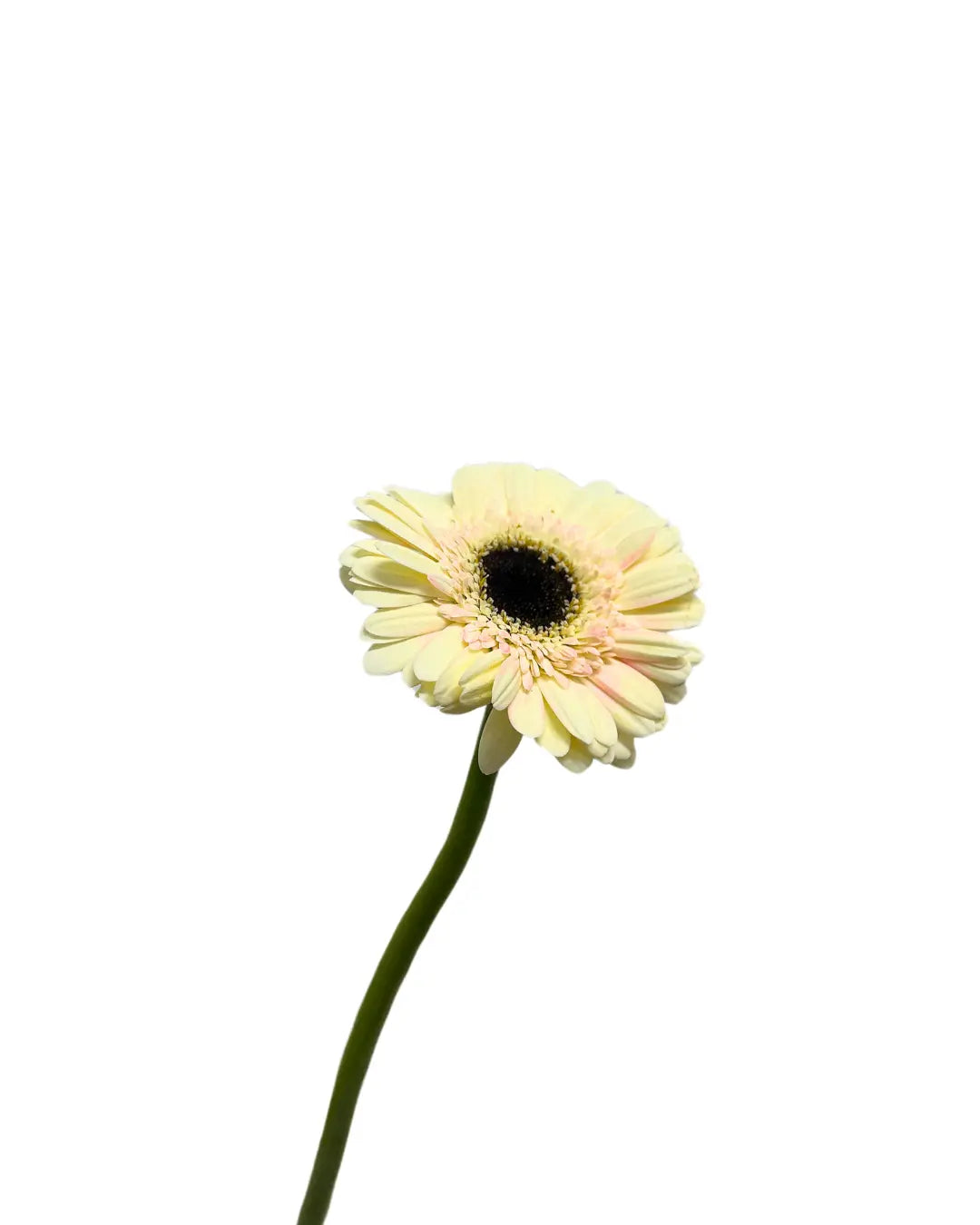 gerbera milky 