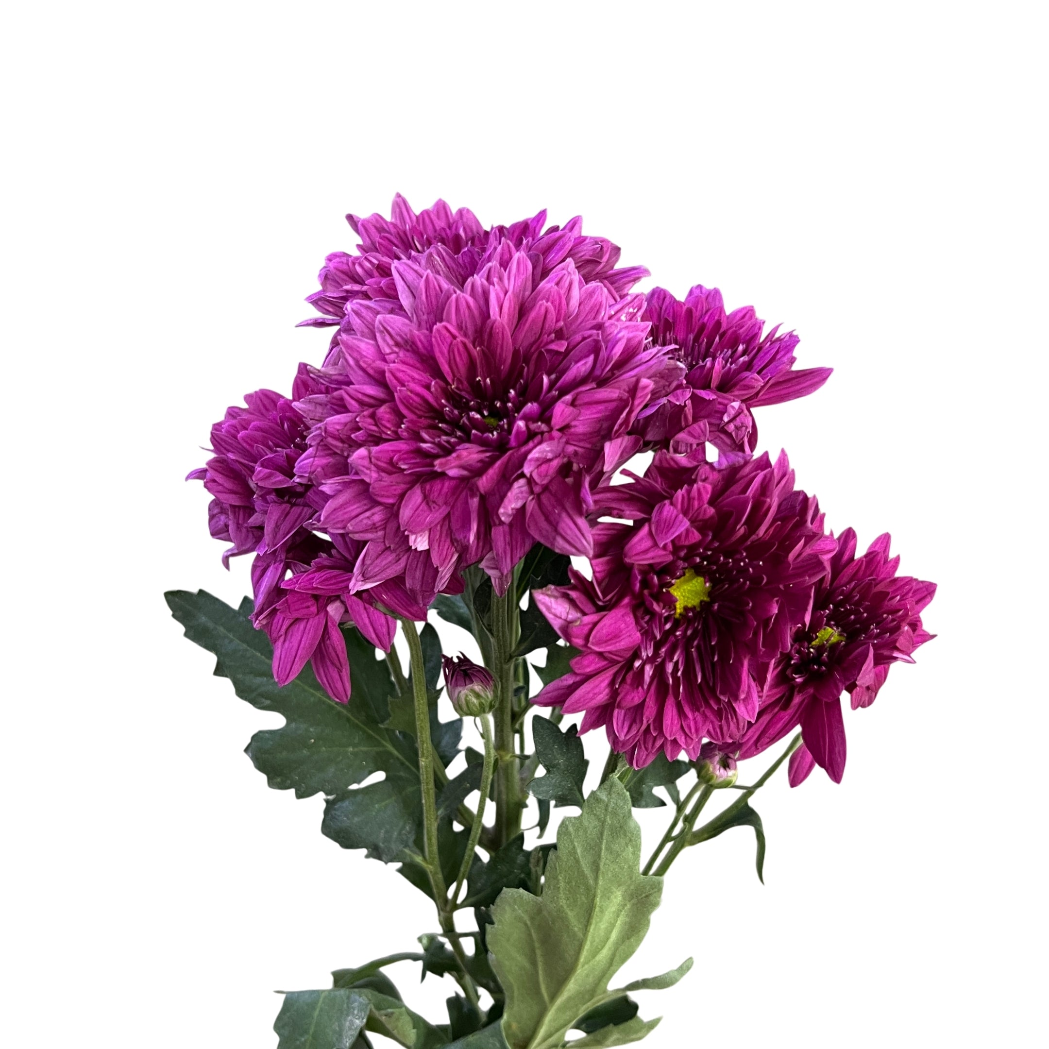 Chrysanthemum Pom Pom Purple - Century Flower