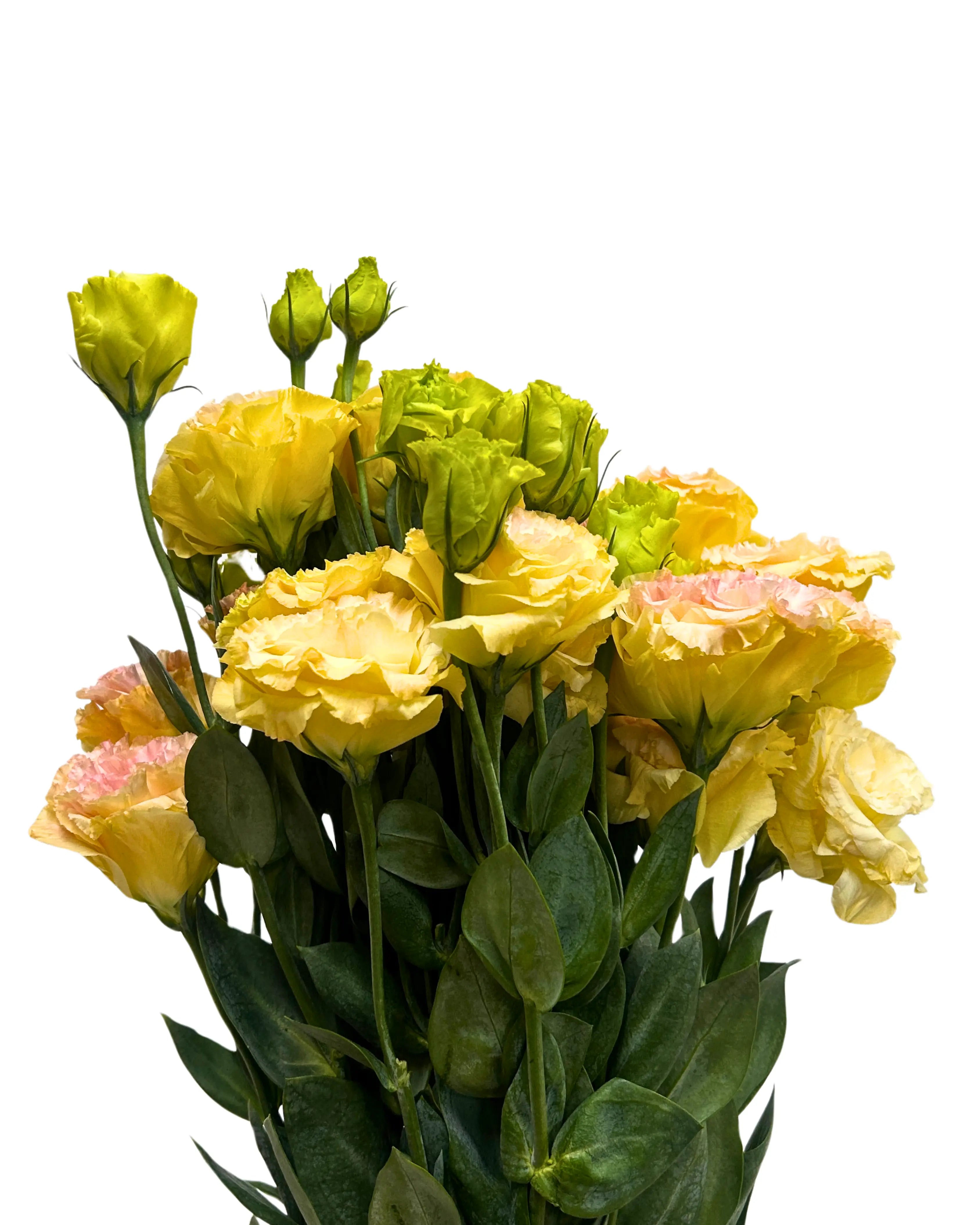 Eustoma Wave Peach Bunch