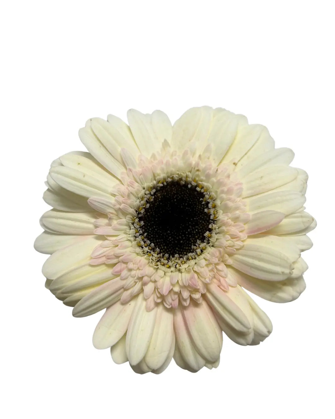 gerbera milky 