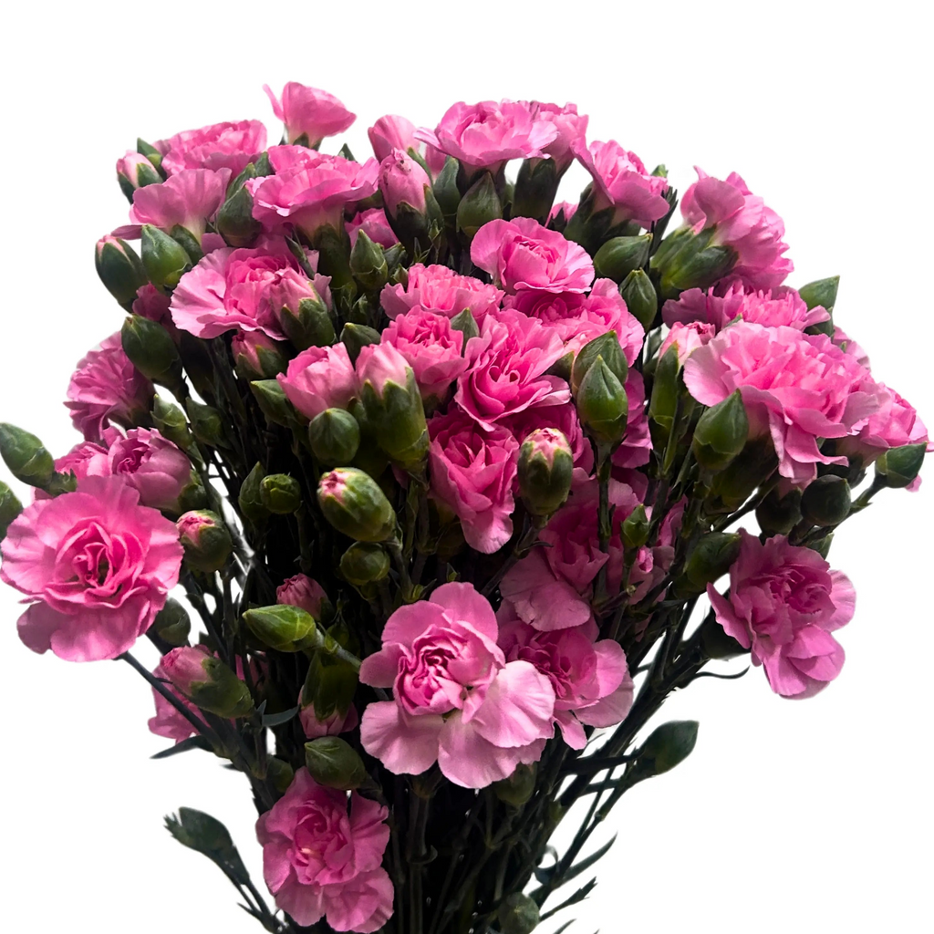 Carnation Spray Shocking Pink 20 Stems
