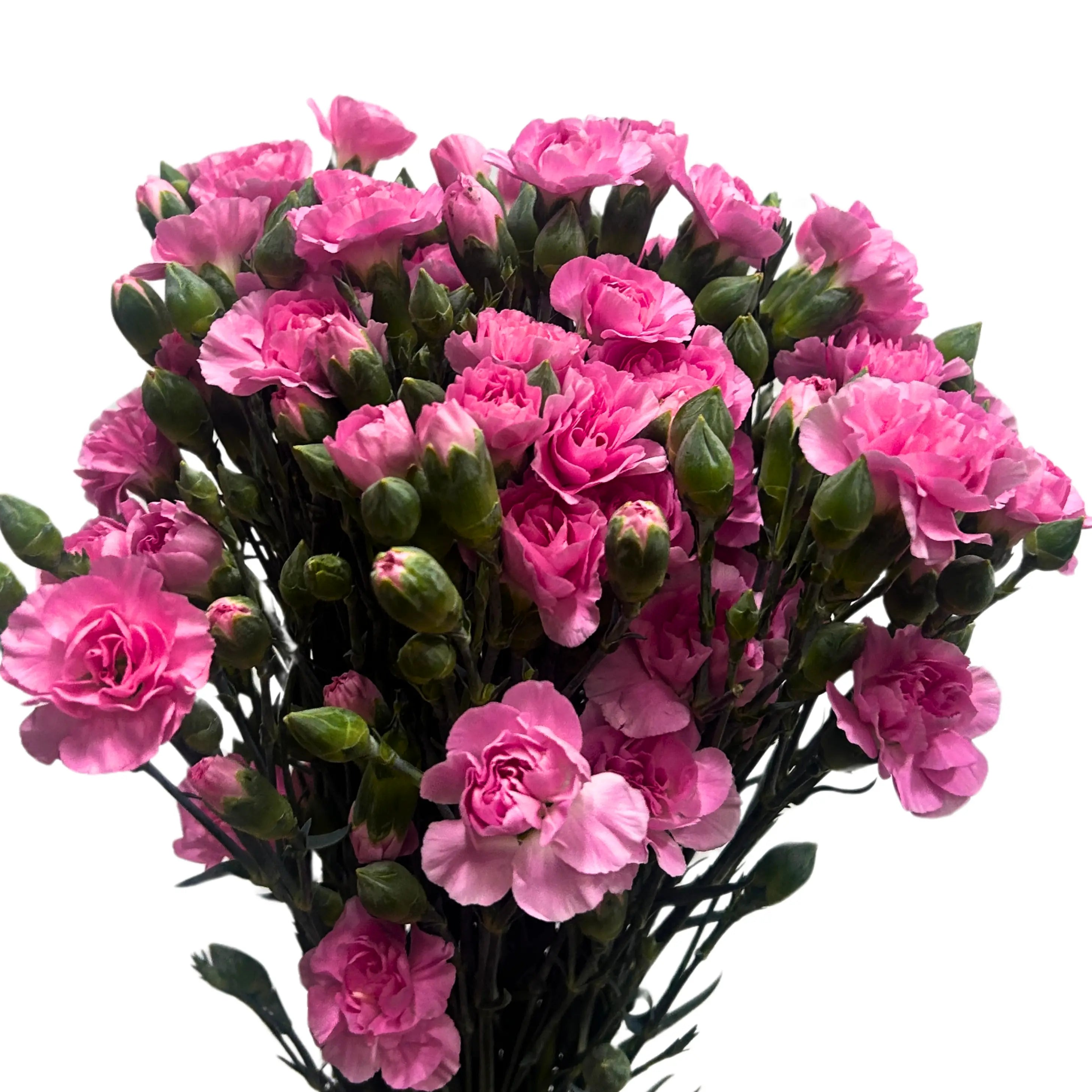 Carnation Spray Shocking Pink 20 Stems