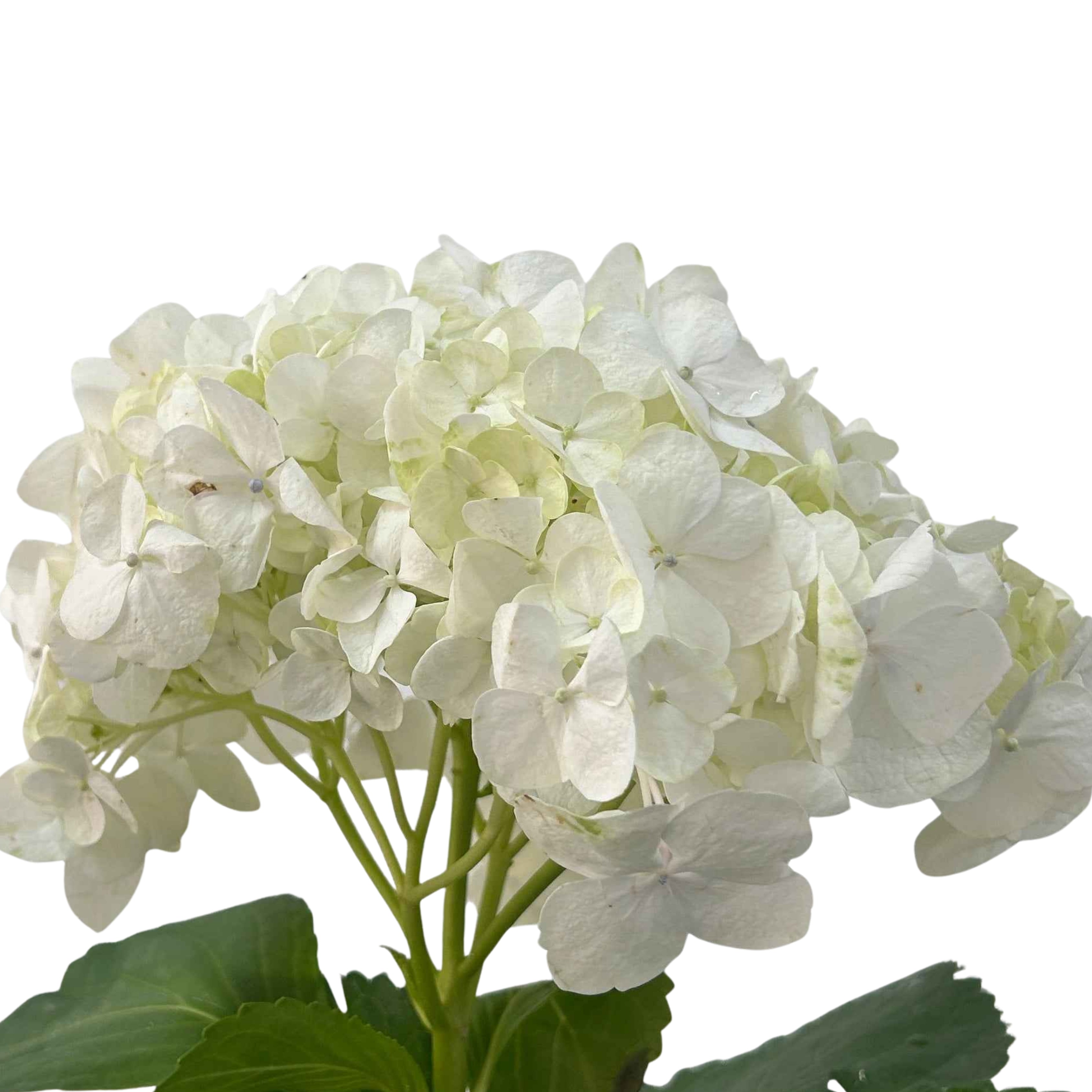 Hydrangea White - Century Flower