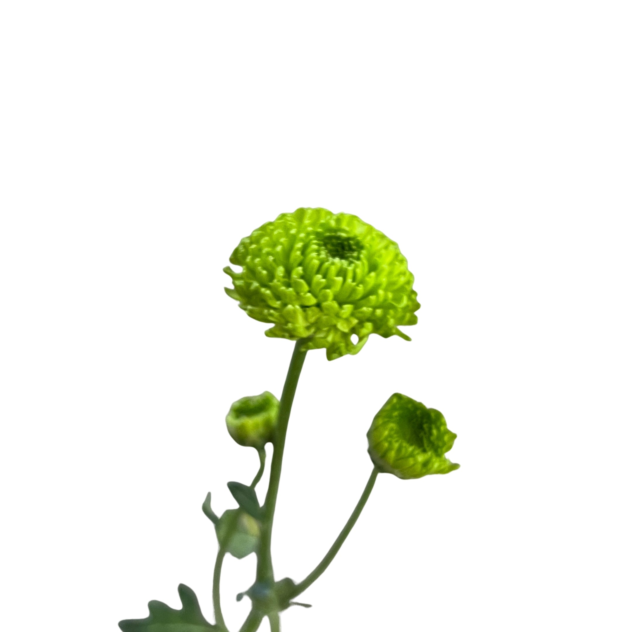 Chrysanthemum Pom Pom Button Green - Century Flower