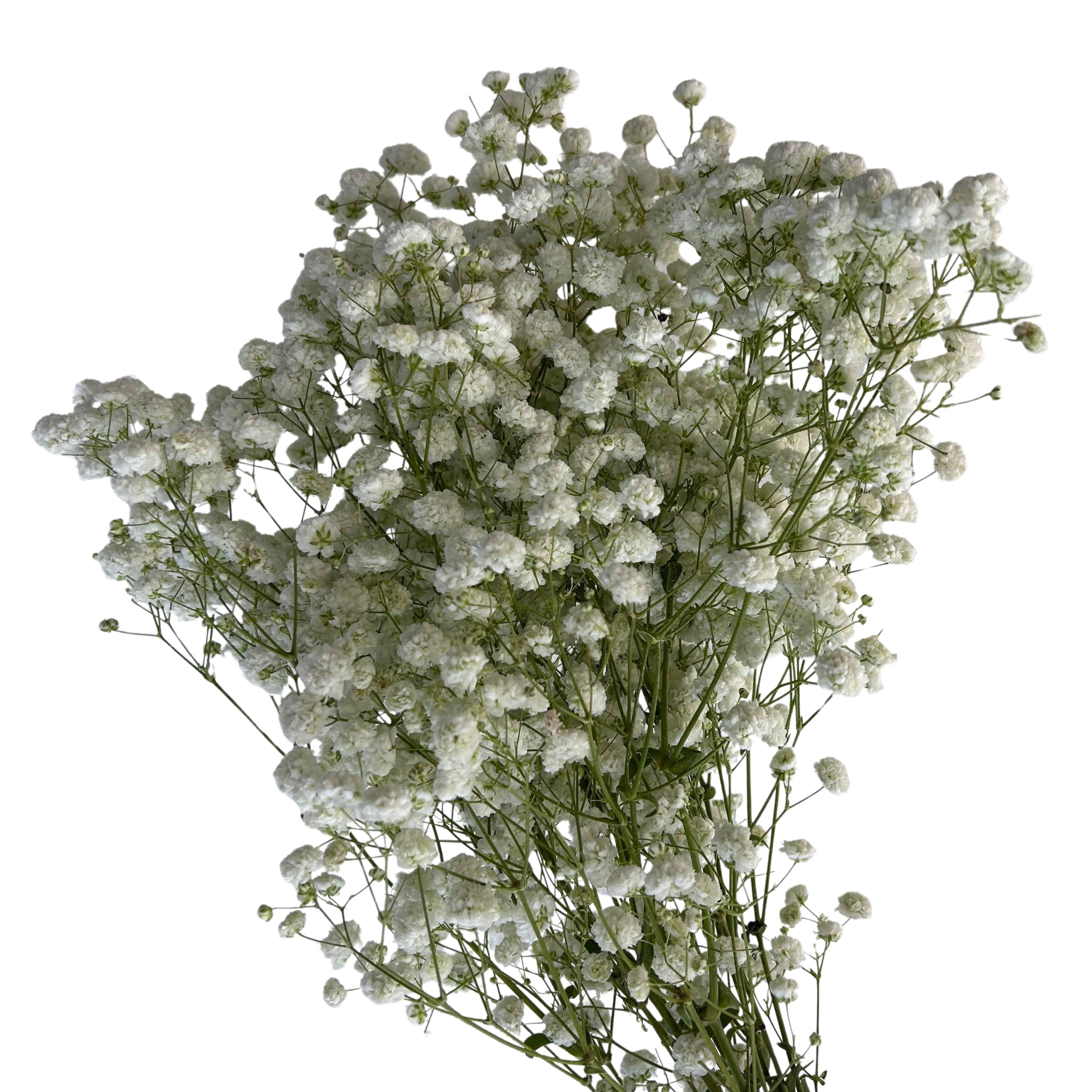 Gypsophila Baby's Breath - Century Flower