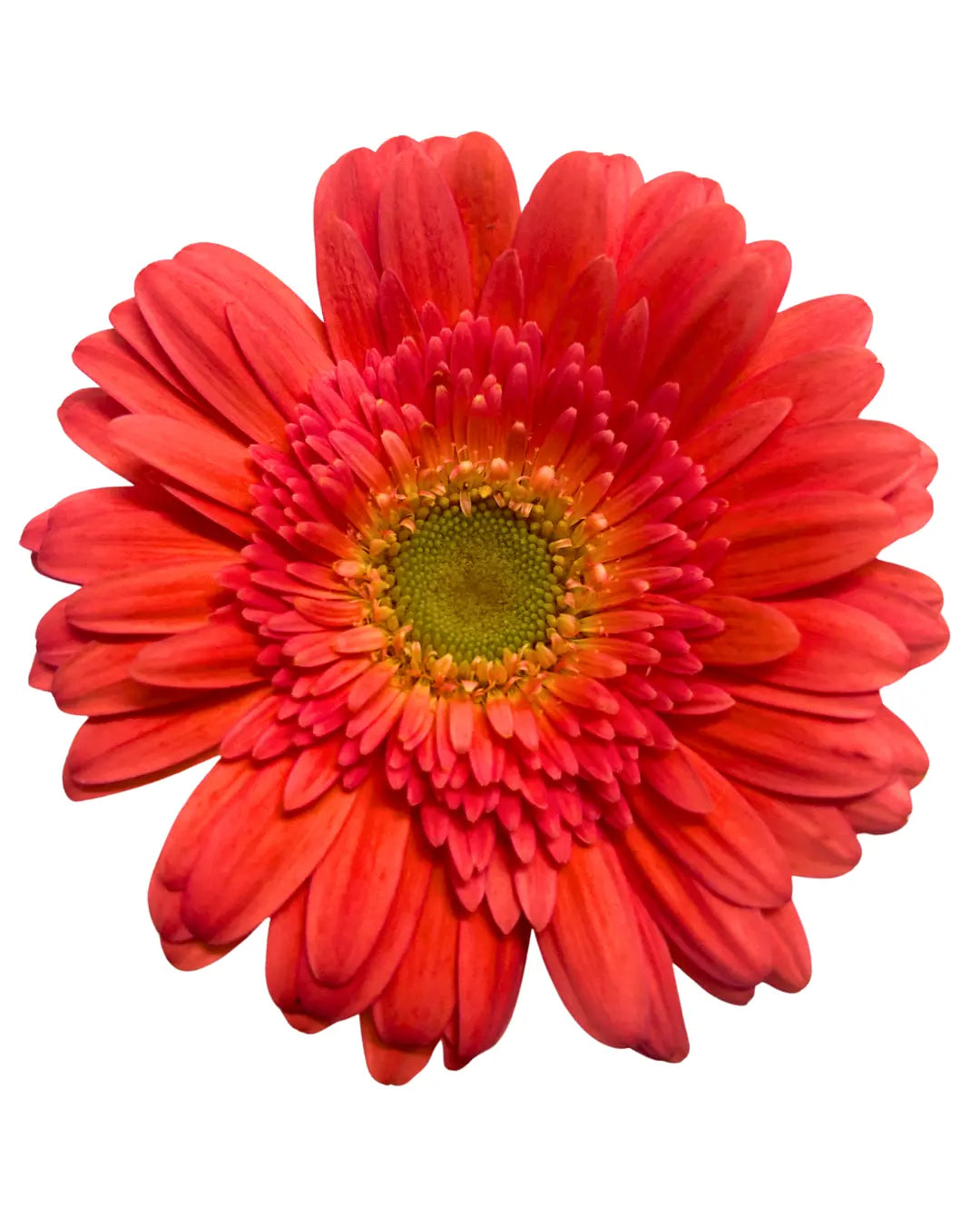 Gerbera Pink Green Heart 10 stems