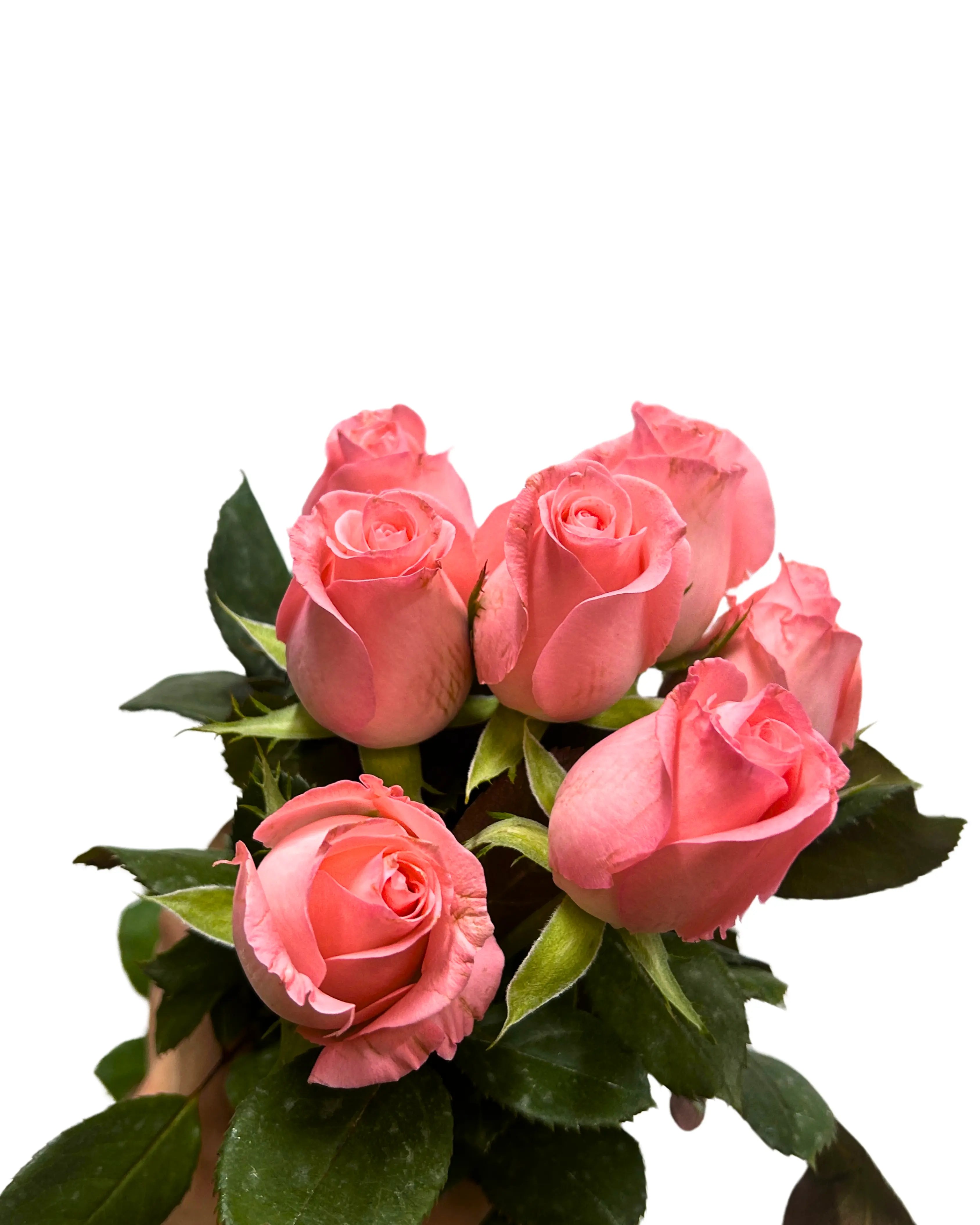 Rose Baby Pink 10 Stems