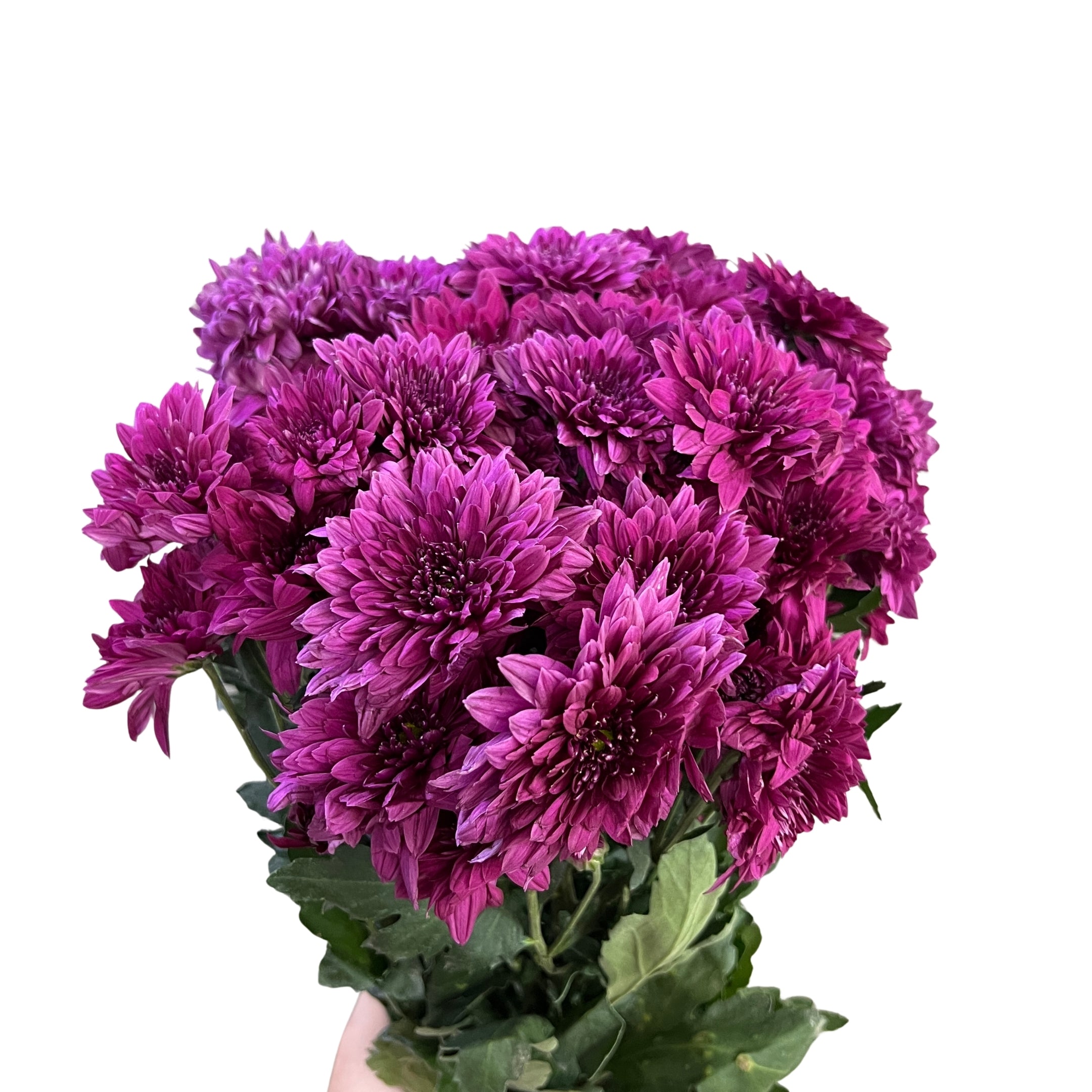 Chrysanthemum Pom Pom Purple - Century Flower