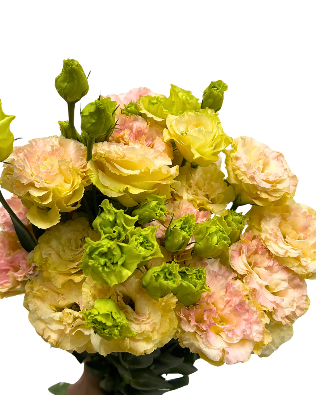 Eustoma Wave Peach Bunch