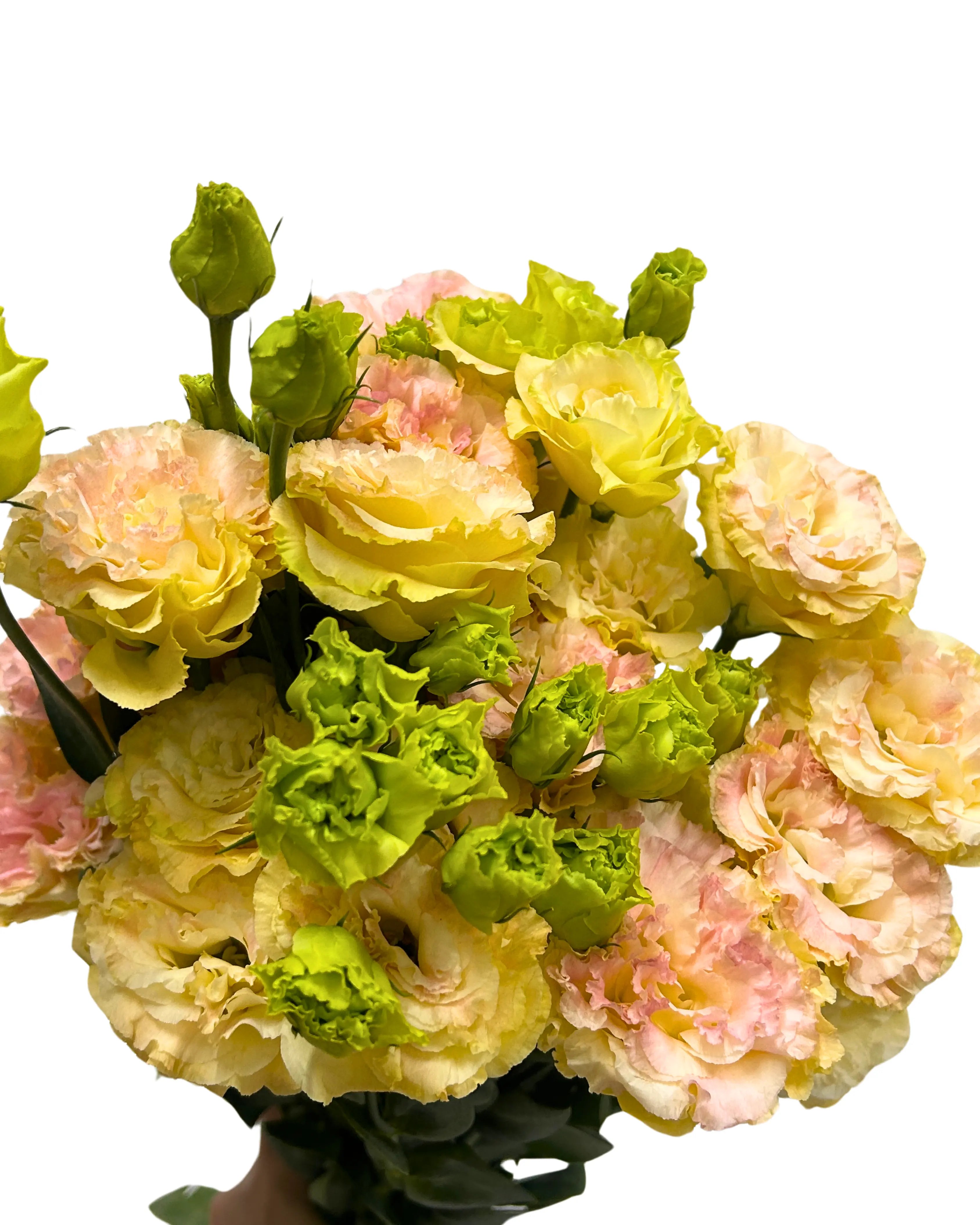 Eustoma Wave Peach Bunch