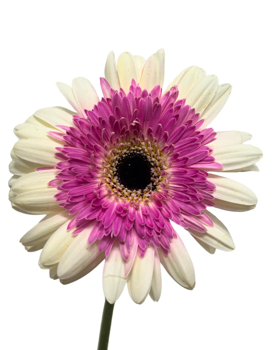 Gerbera Tone Purple 10 stems