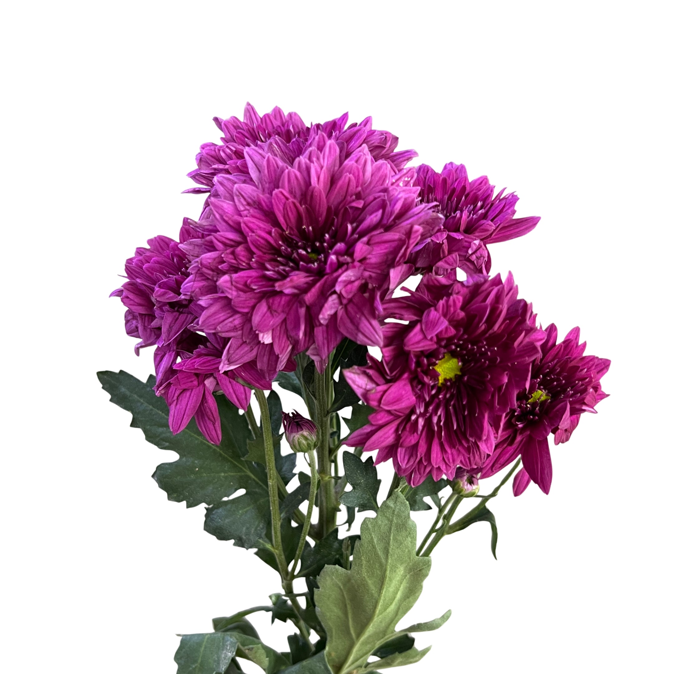 Chrysanthemum Pom Pom Purple - Century Flower