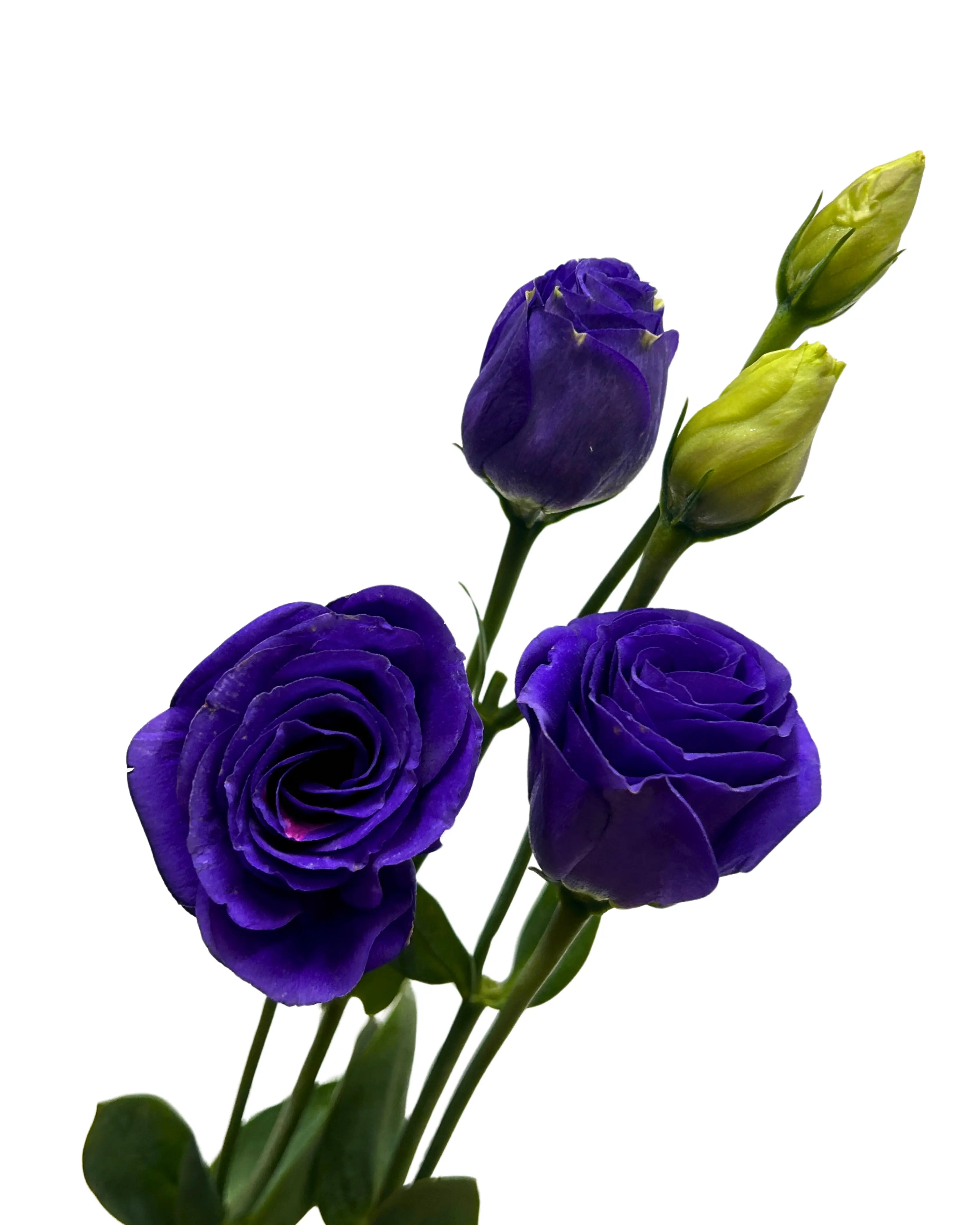 Eustoma Purple Bunch