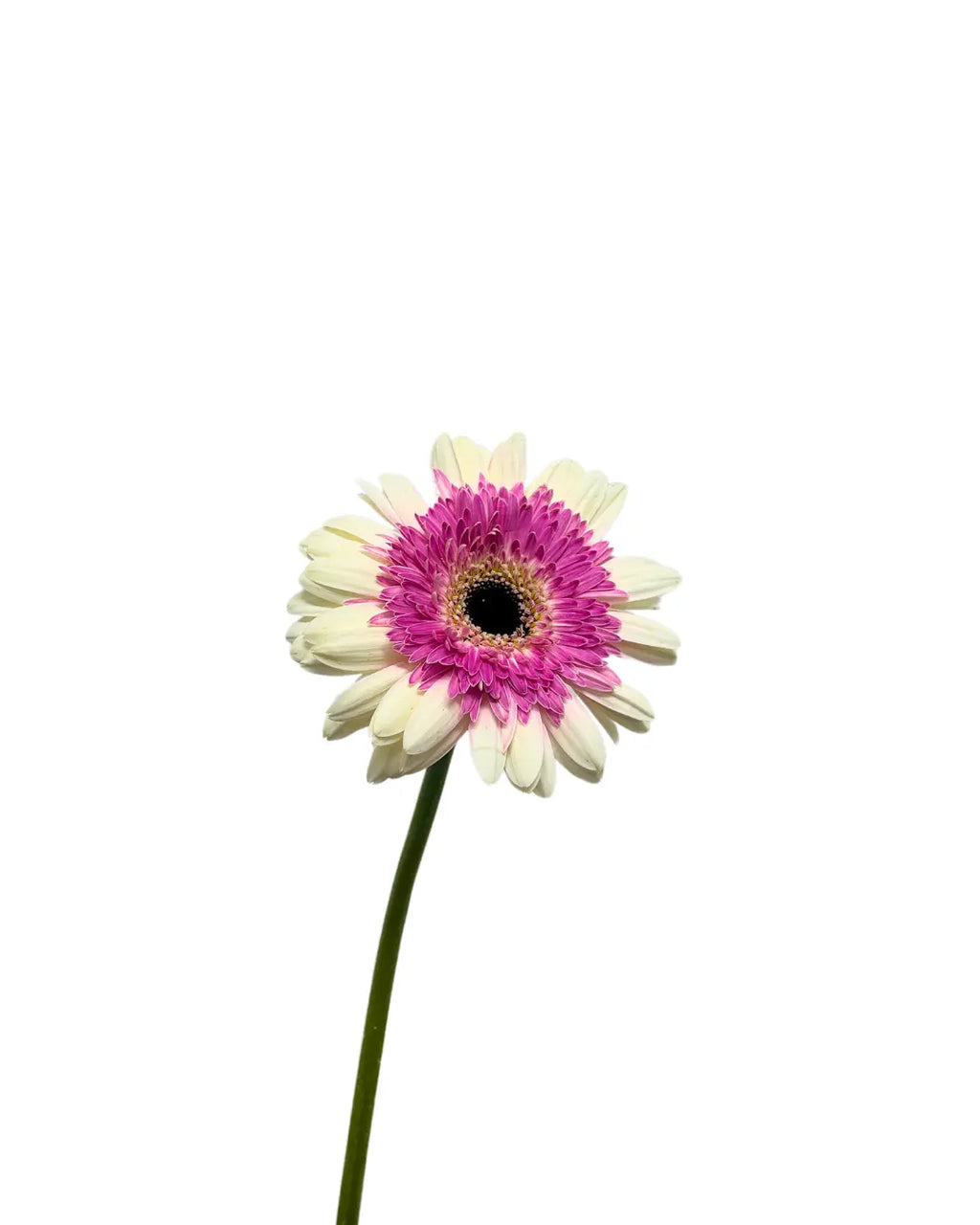 Gerbera Tone Purple 10 stems