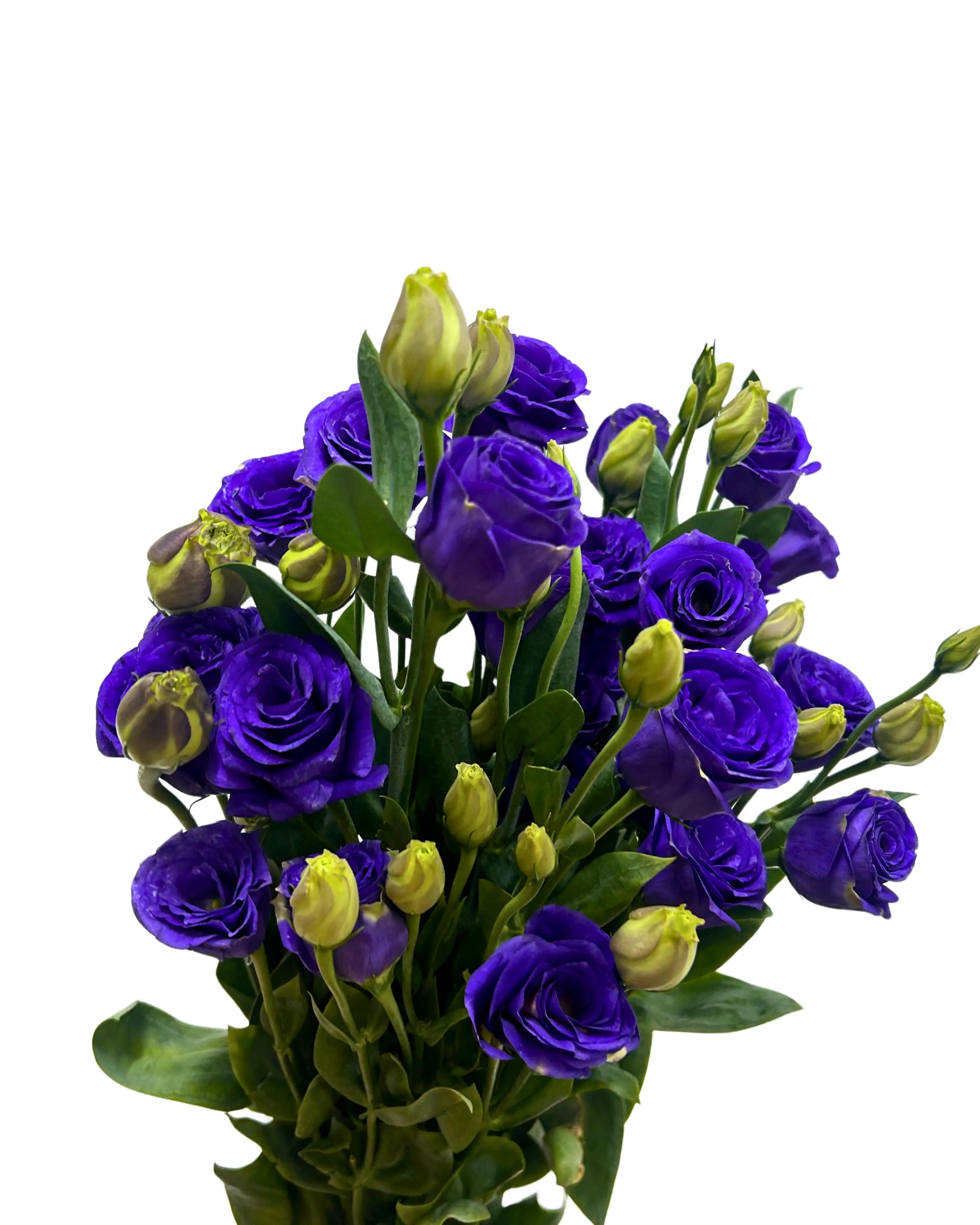 Eustoma Purple Bunch