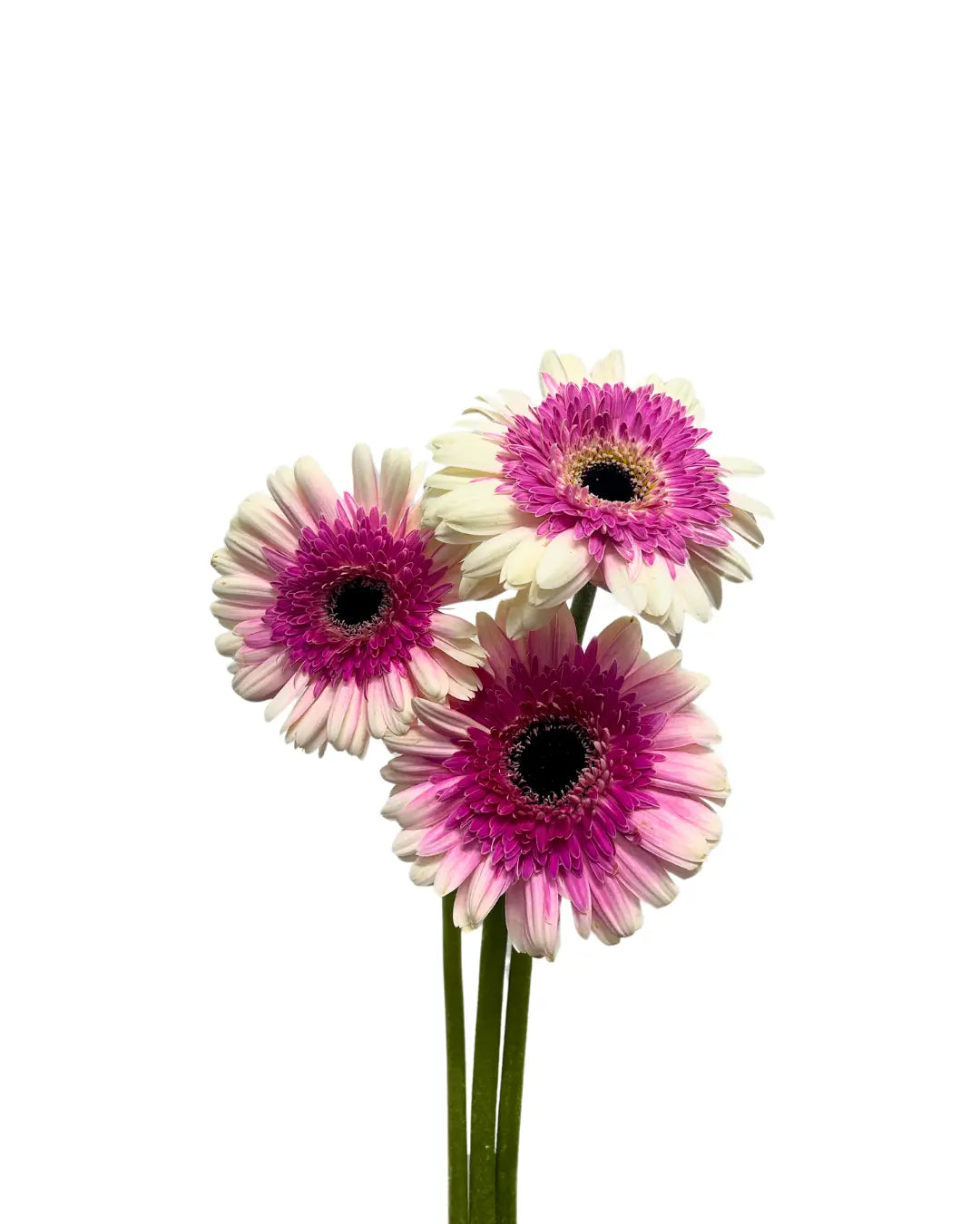 Gerbera Tone Purple 10 stems