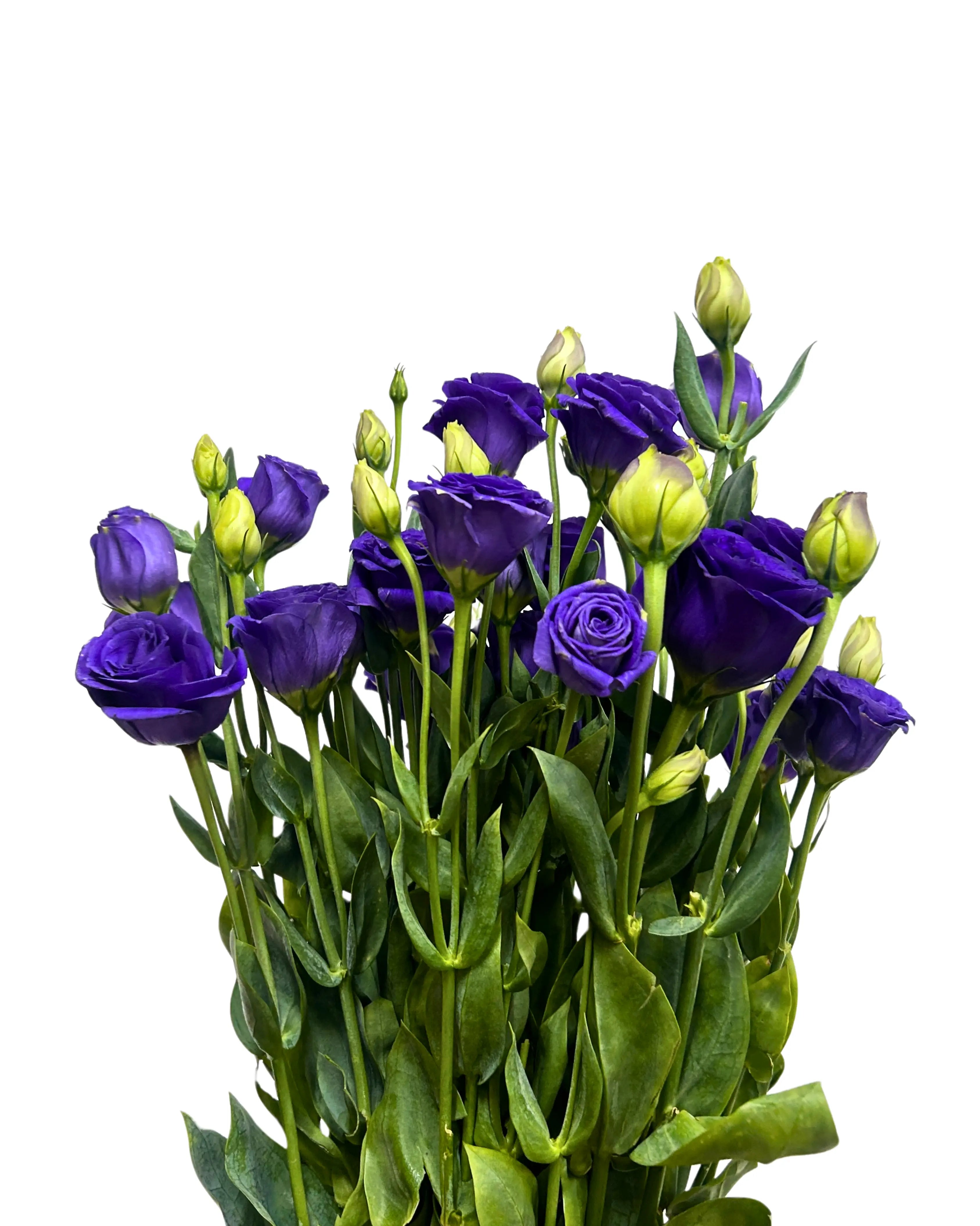 Eustoma Purple Bunch