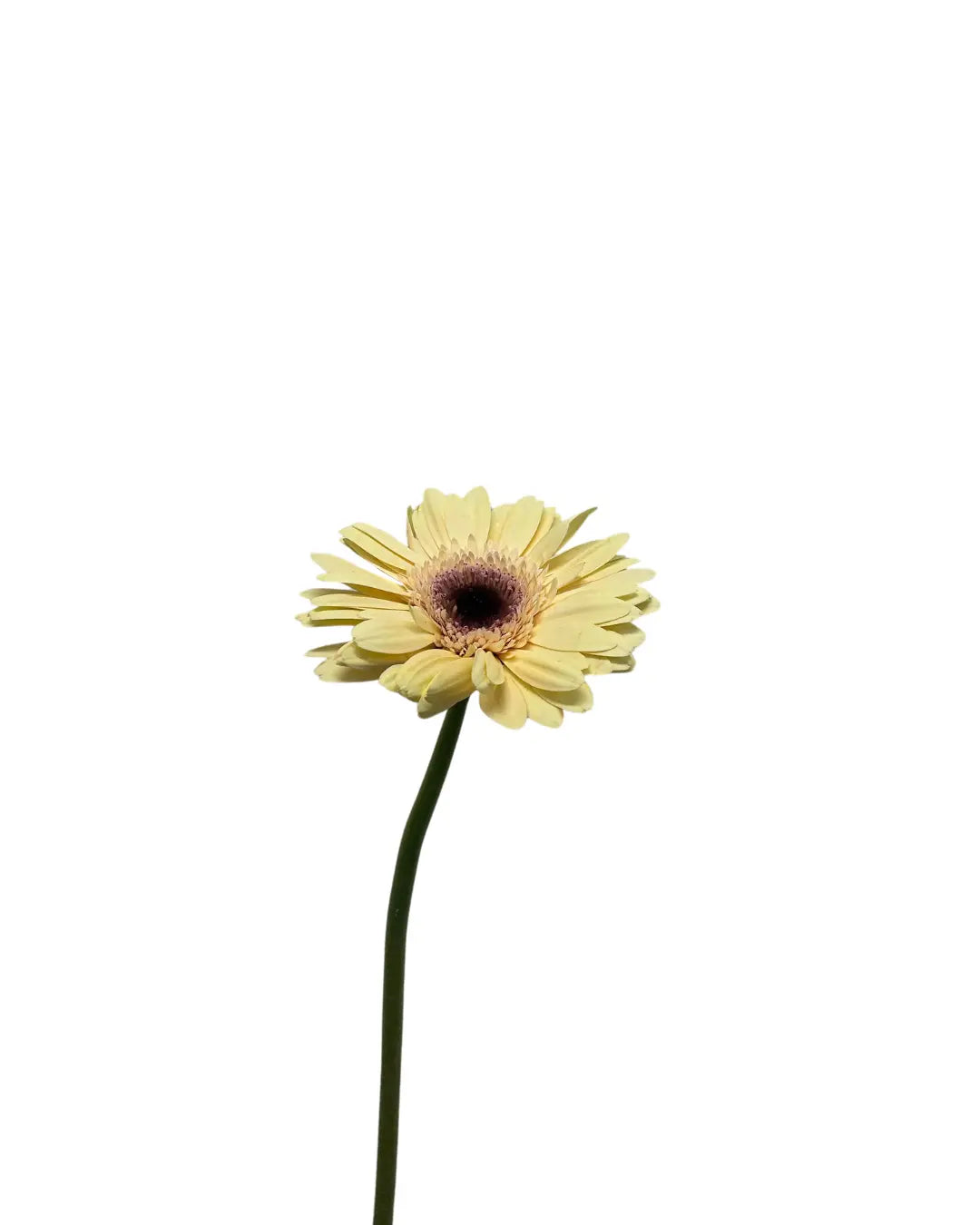 Gerbera Champagne 10 stems