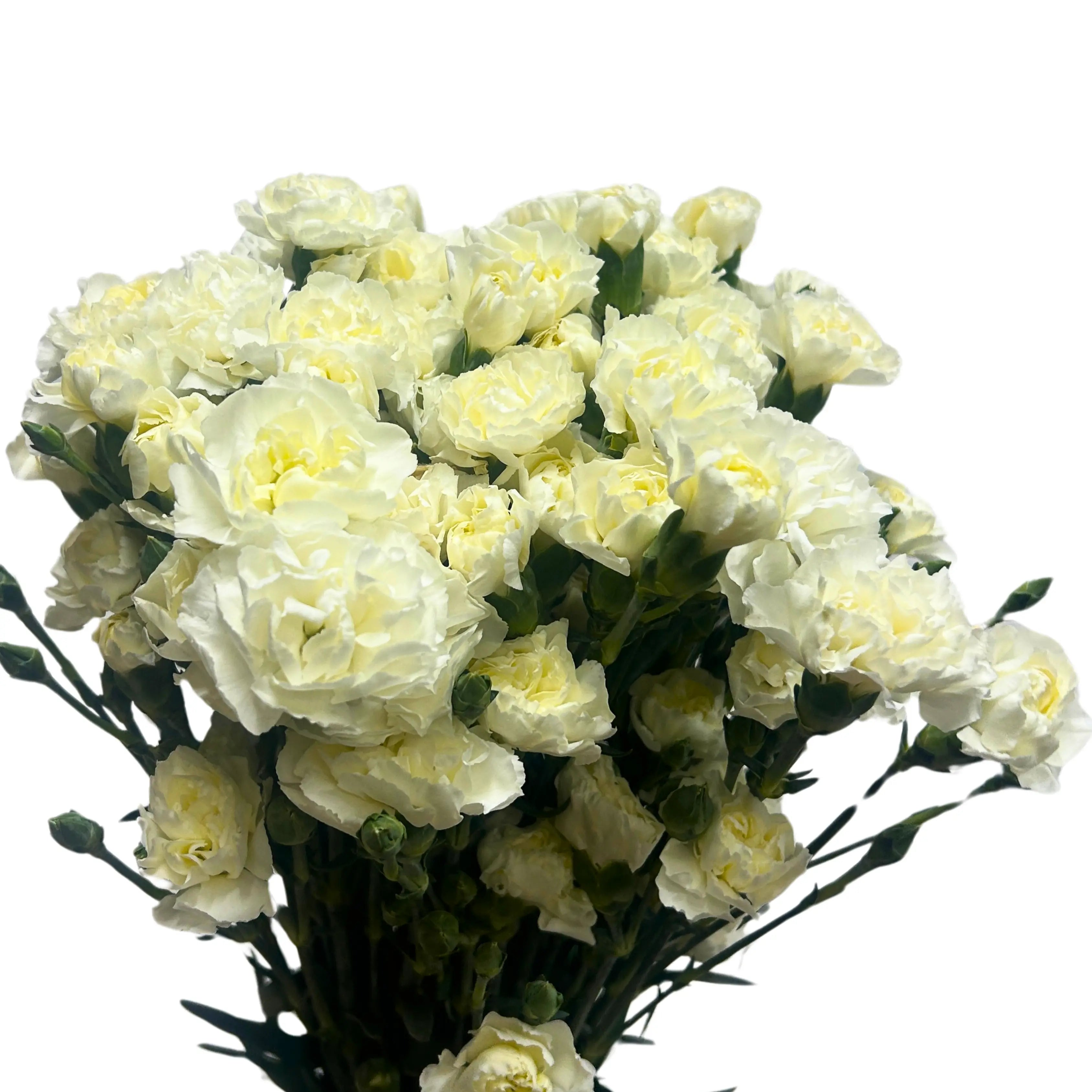 Carnation Spray White 20 Stems